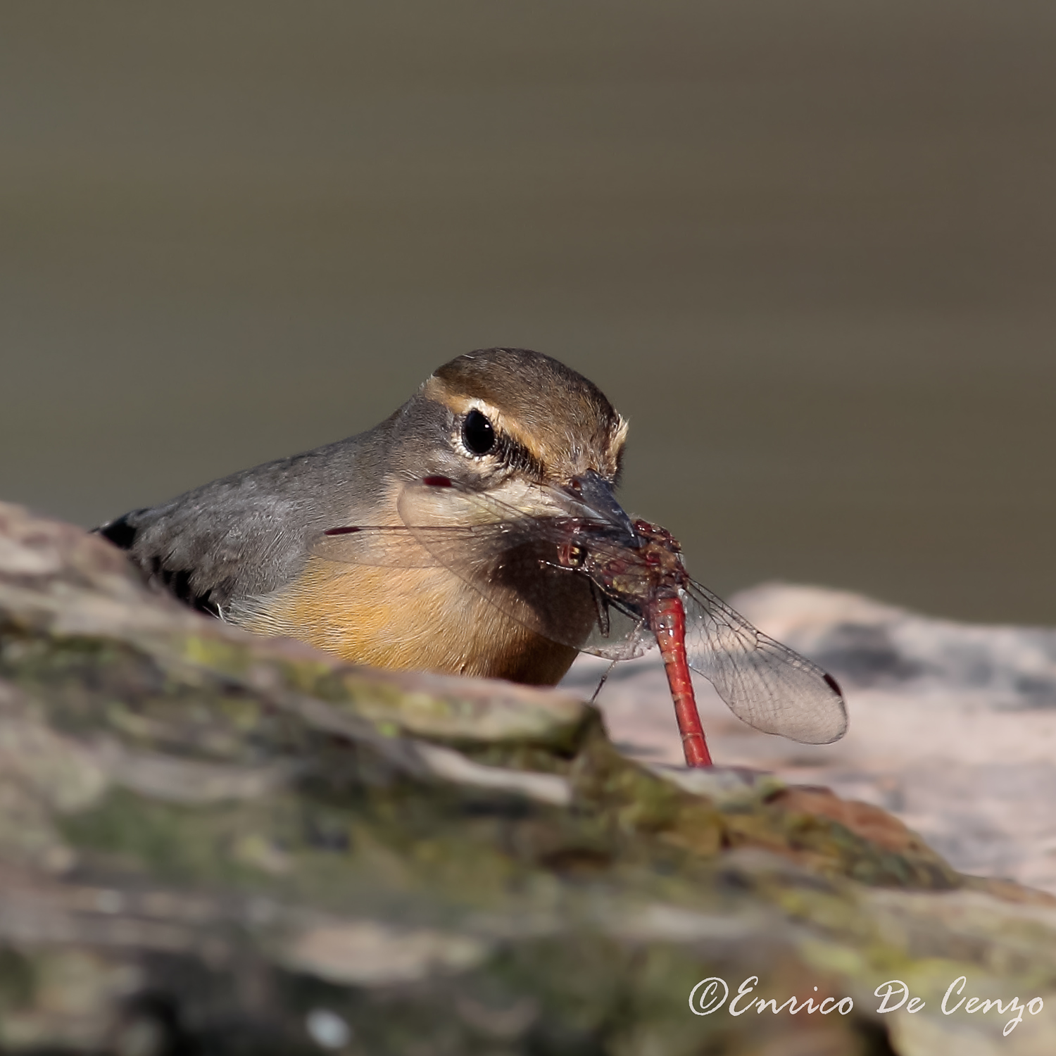 Wagtail elibellula