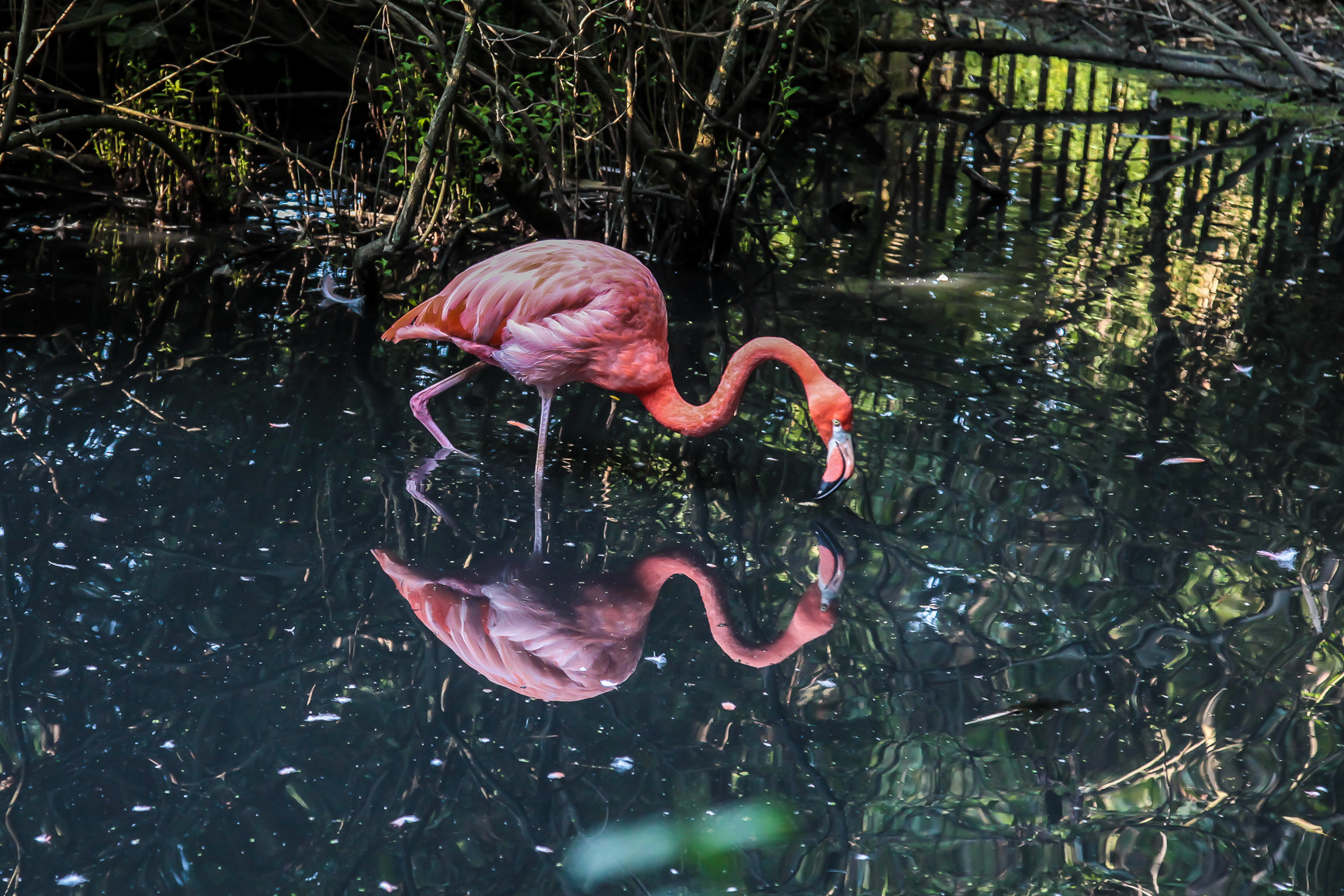Oasis of St. Alexios Red Flamingos