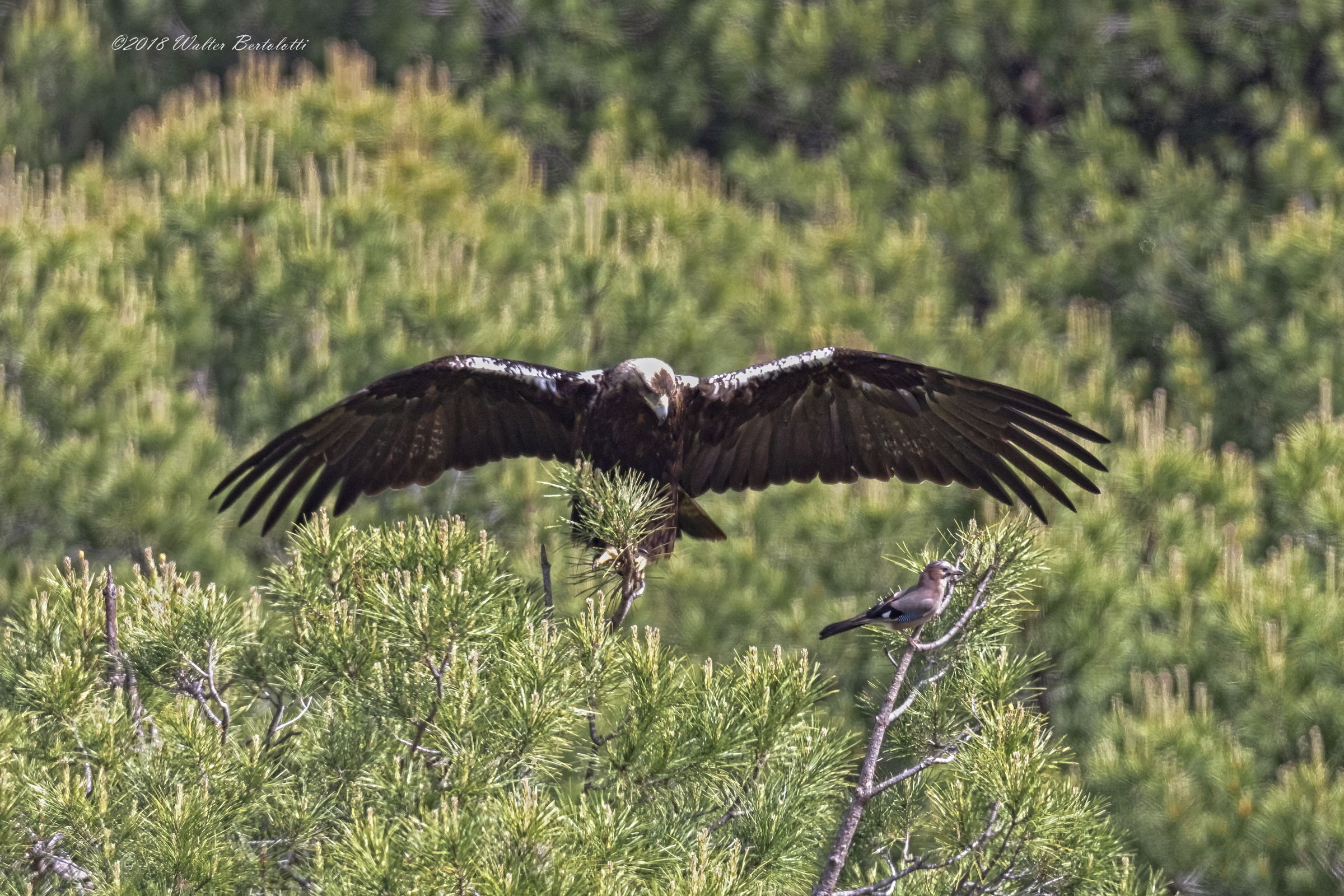 Imperial Iberian Eagle