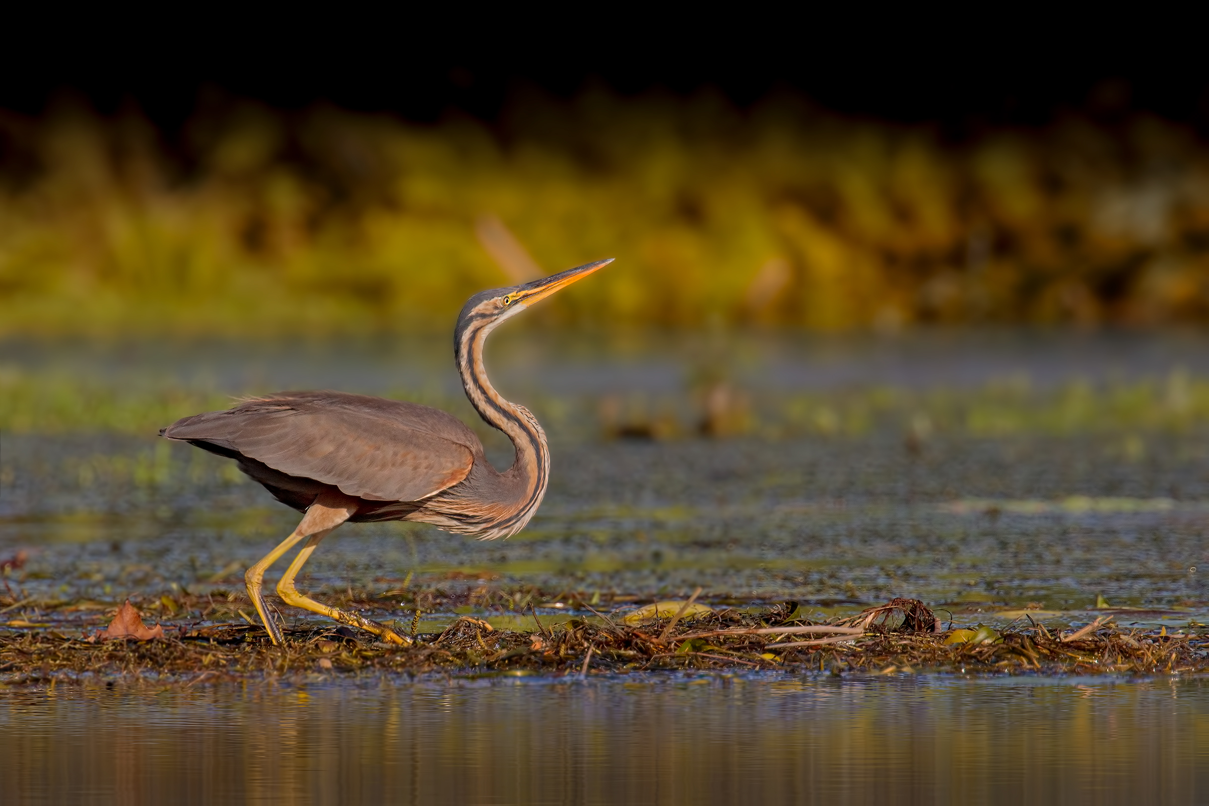 Airone rosso ambientato