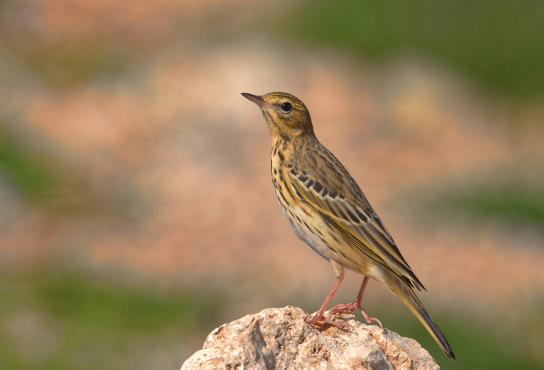 Tree Pipit