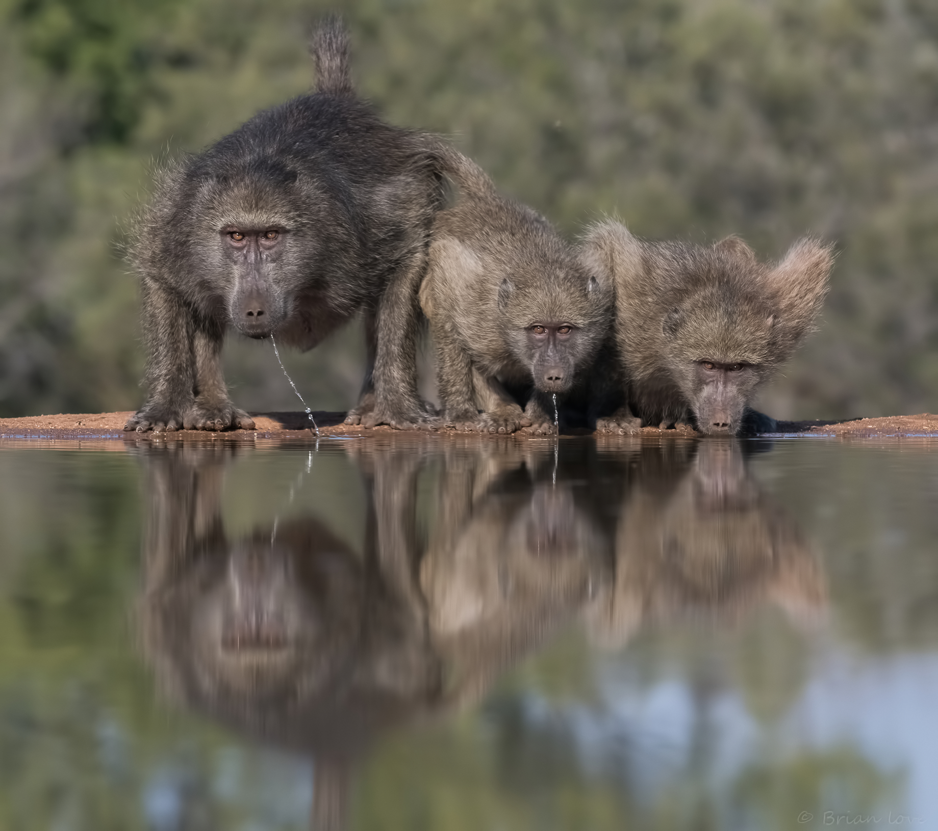 The 3 Wise Baboons