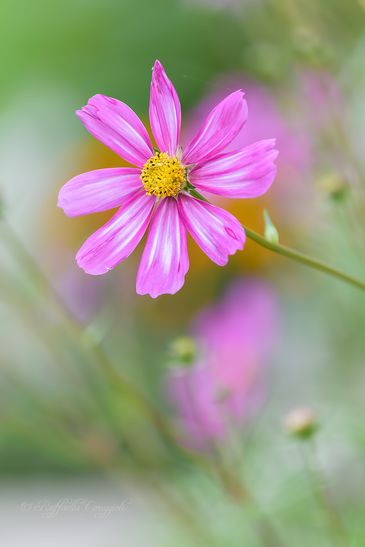 The Cosmea (Cosmos Cosmos Cav.)