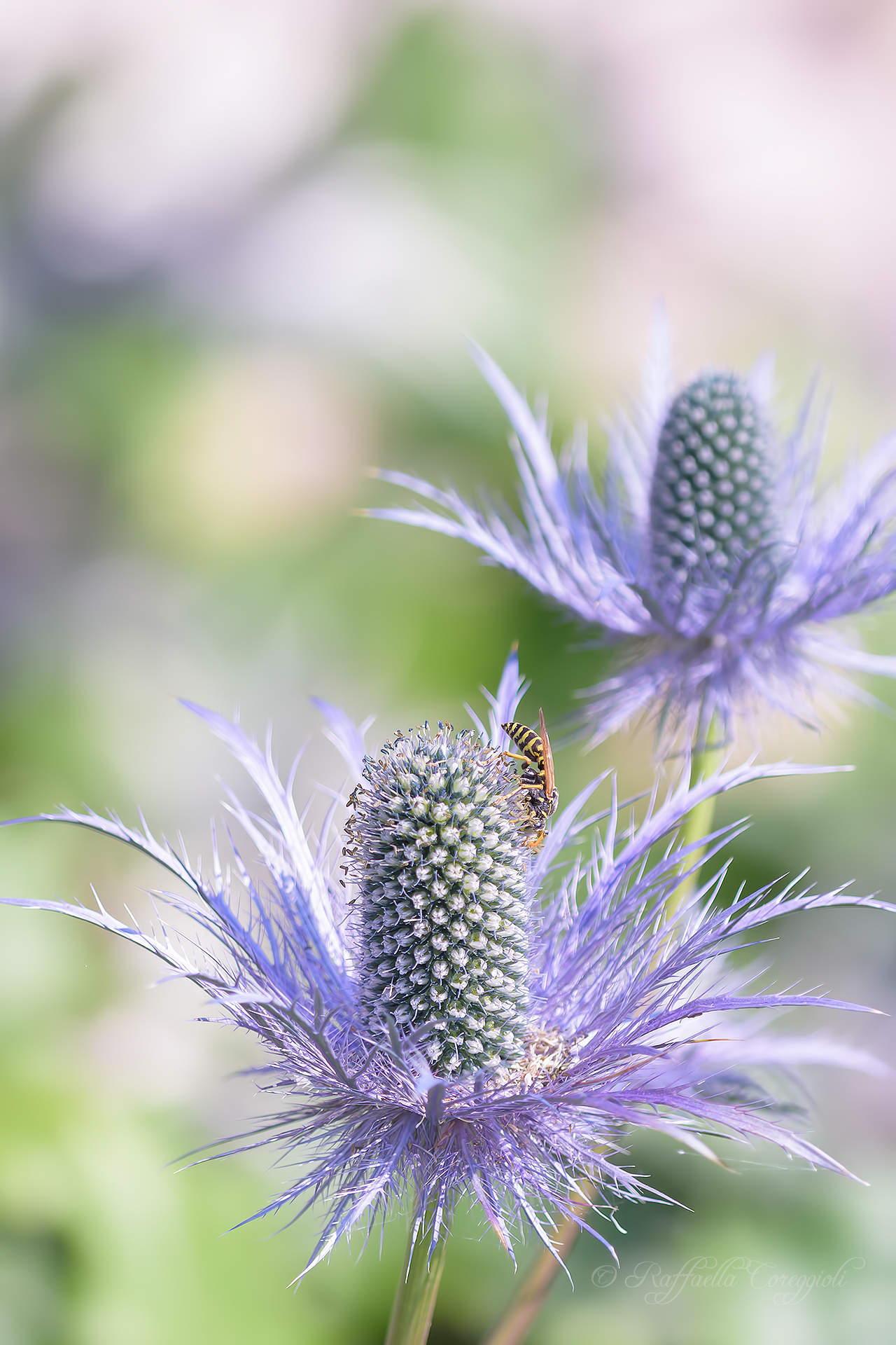Eryngium alpinum L. (1753) Calcatreppola alpina Thistle