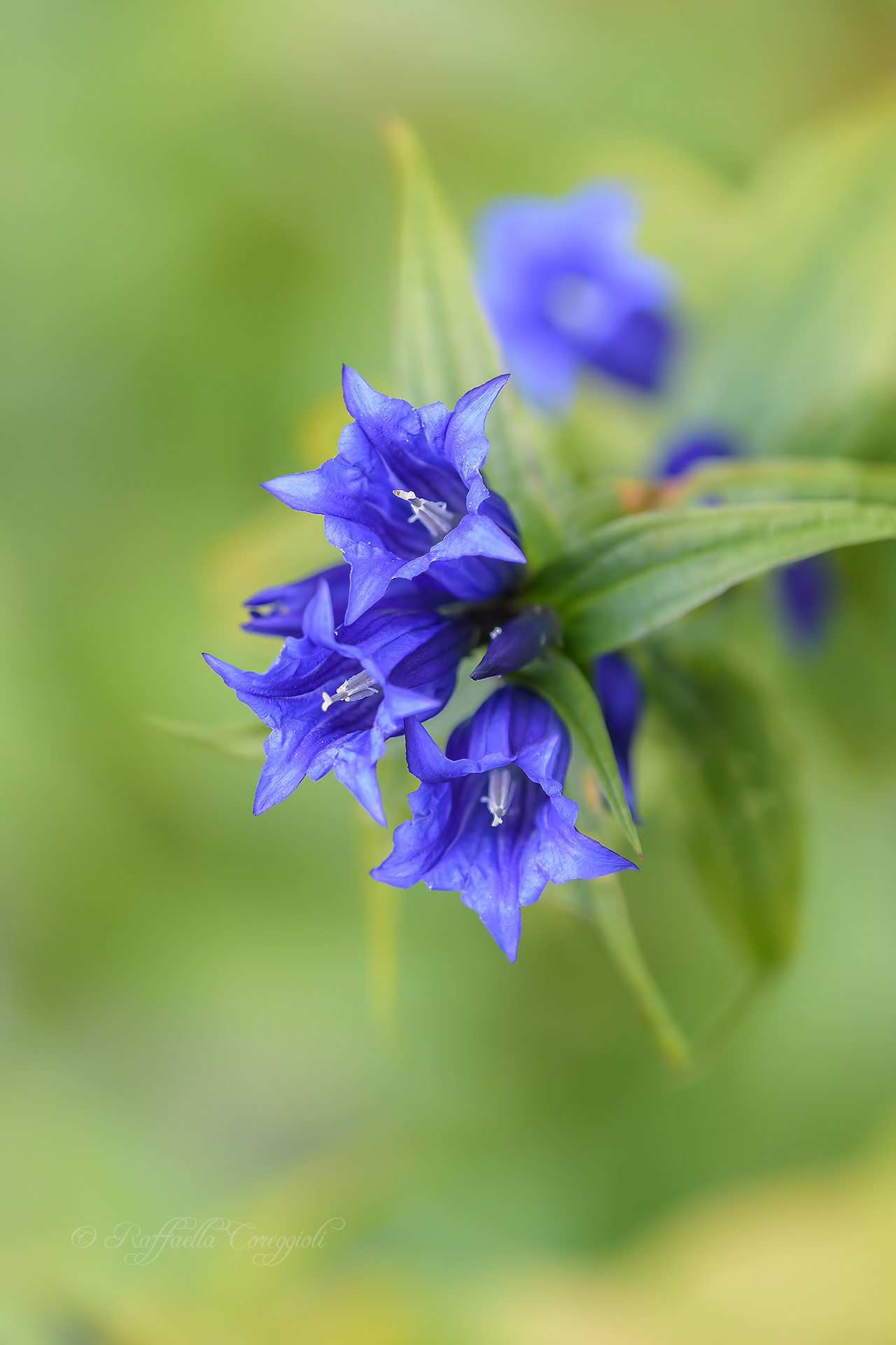 Gentiana Asclepiadea L., 1753 Gentian minor Genzianel