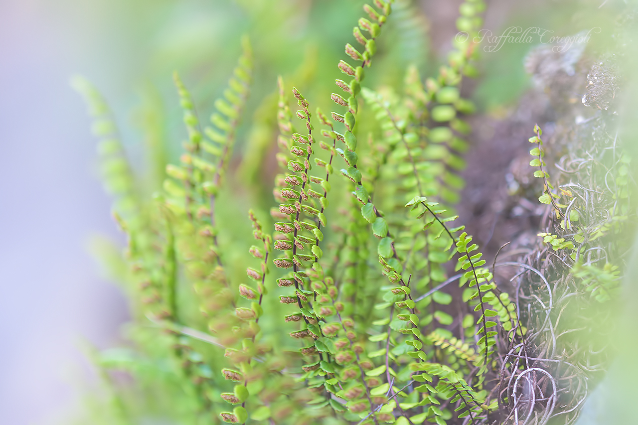Asplenium trichomanesl., 1753 Asplenio Tricomanes