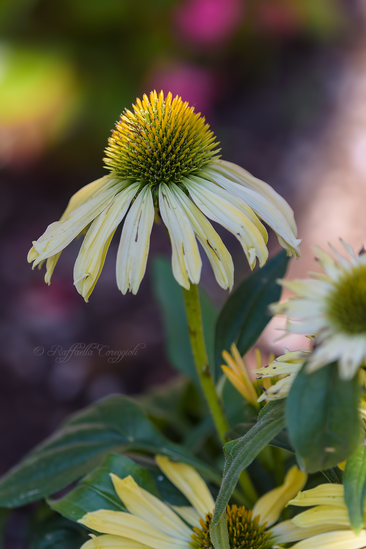 Echinacea purpurea (L.) Moench