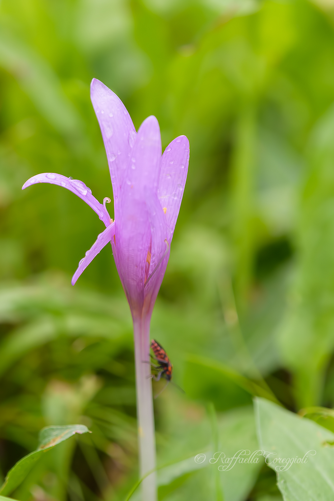 Colchicum autumnale L., 1753