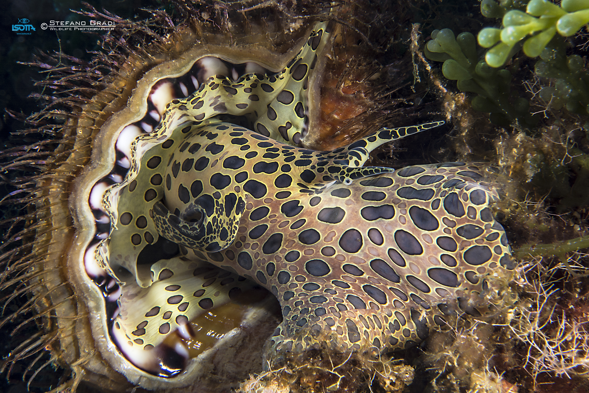Cymantium Parthenopeum