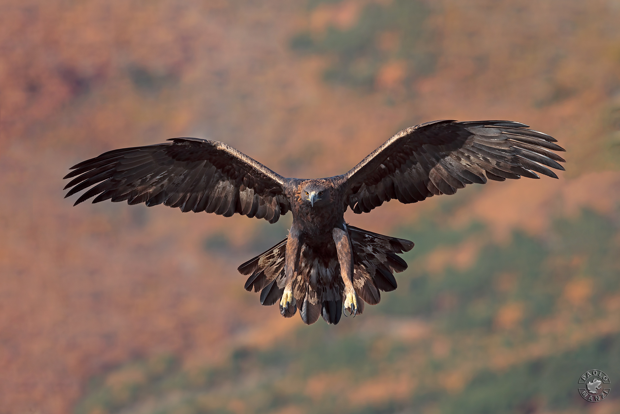 Aquila reale - Golden eagle - Aquila chrysaetos