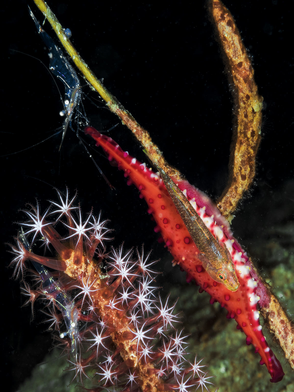 Simbiosi e commensalismo