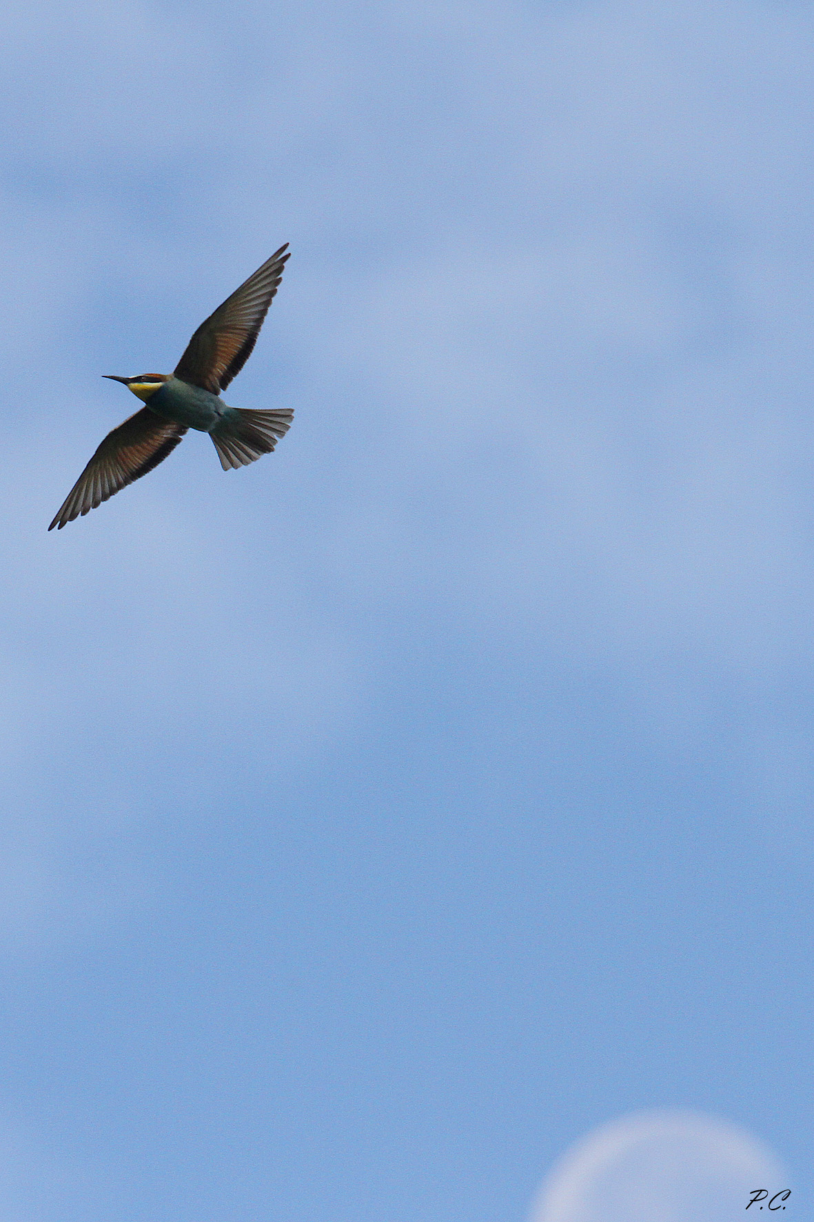 il gruccione e la luna