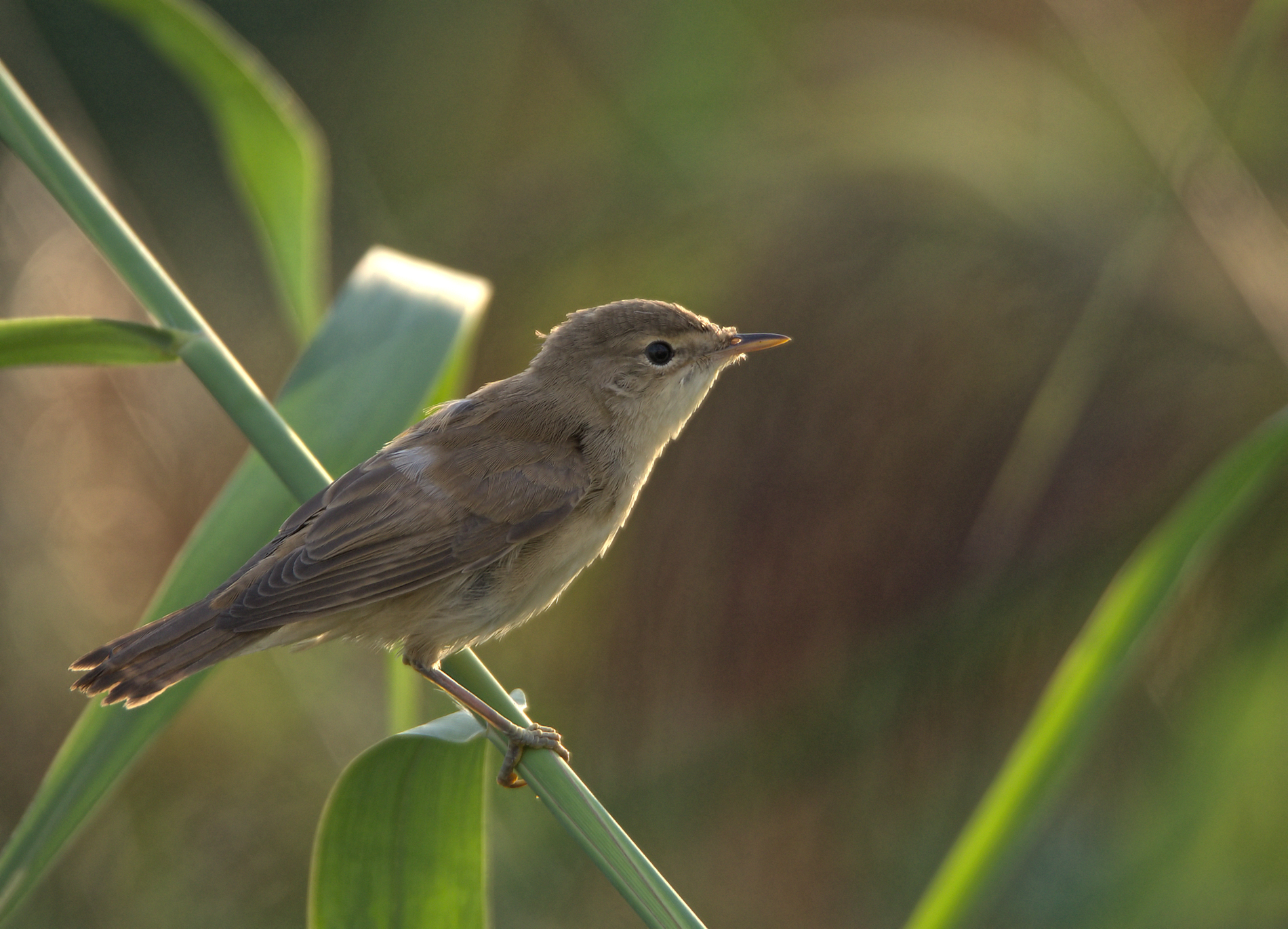 Reed Warbler
