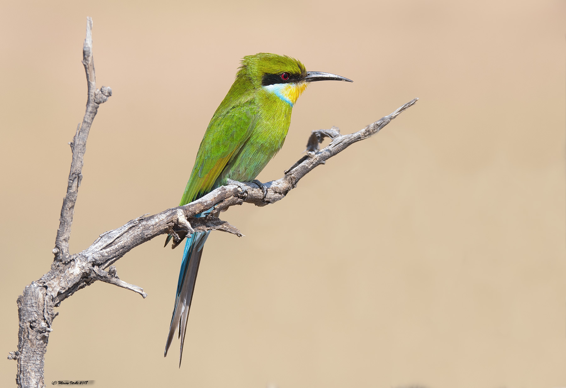 Swallow-Taild-Bee-Eater (metrops Hirundineus) Kalahari