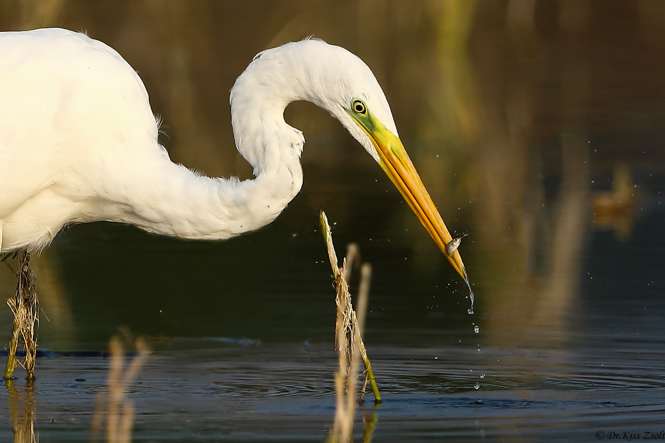 Grande Airone di caccia
