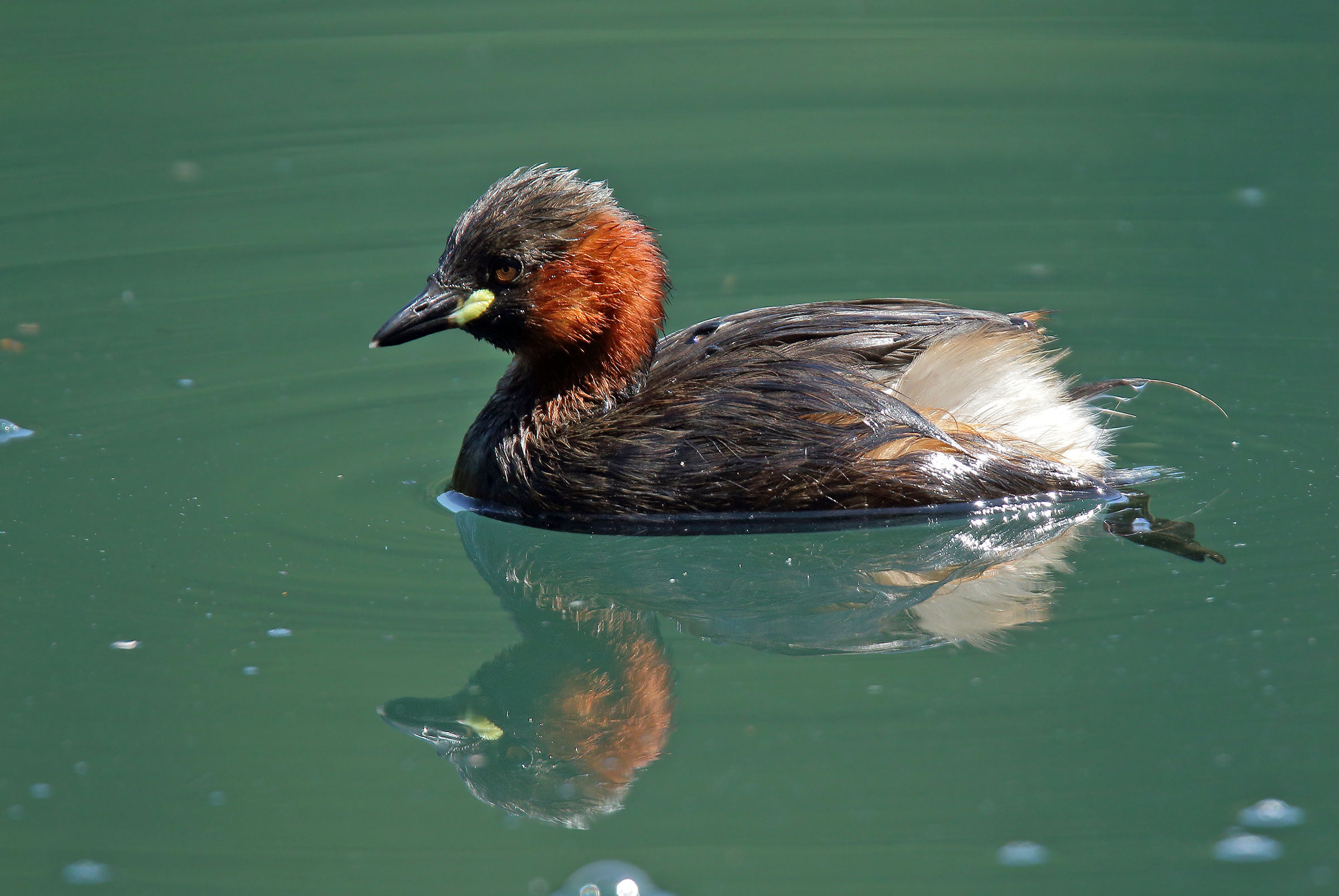Little Grebe