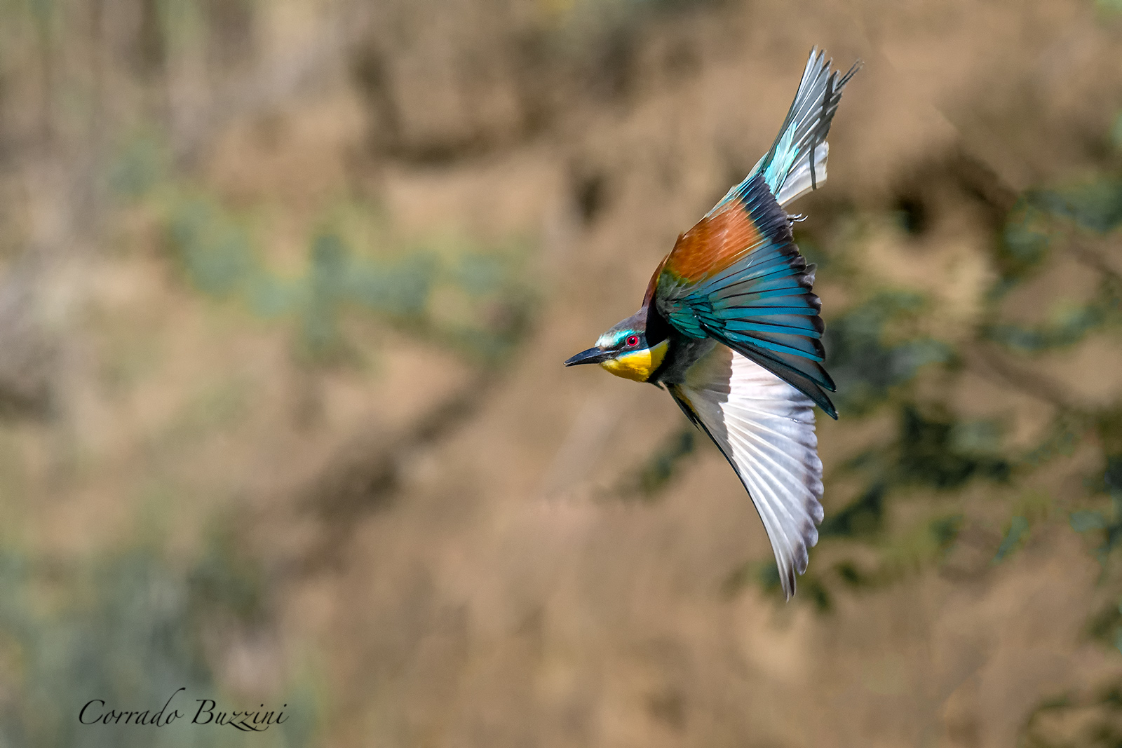 Il volo del Gruccione