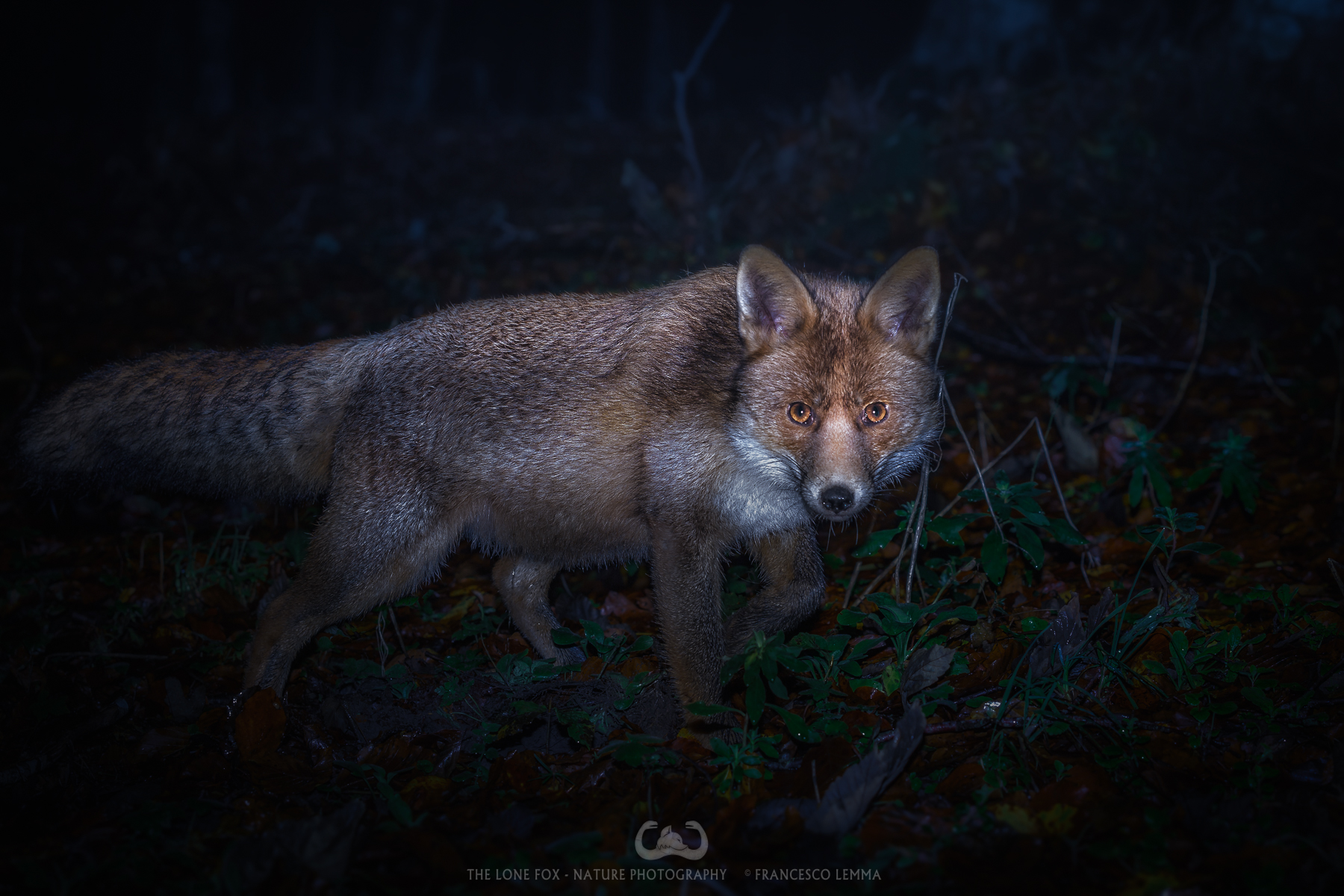 Unexpected encounter