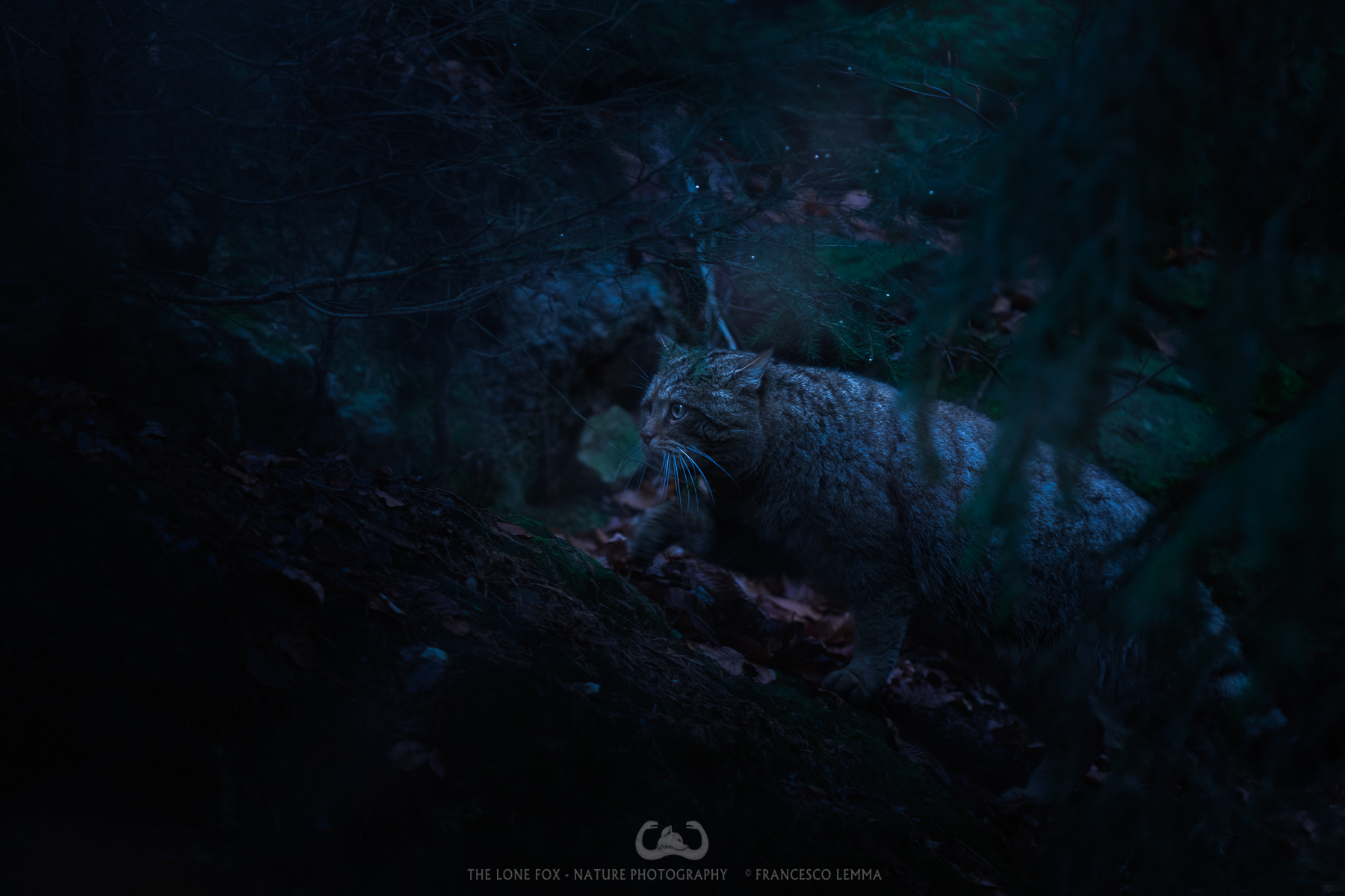 A presence in the fog