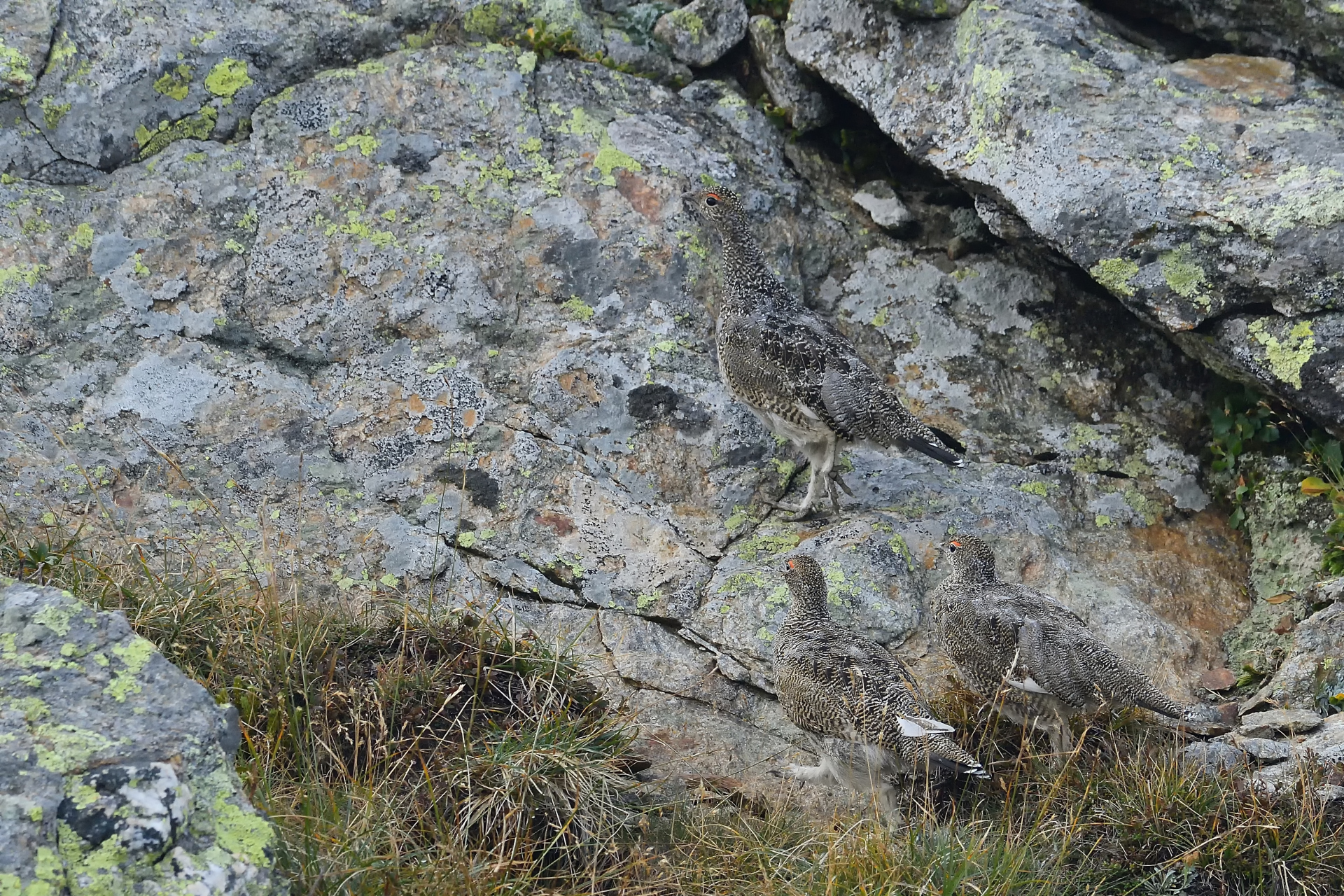 Il mimetismo della pernice 2