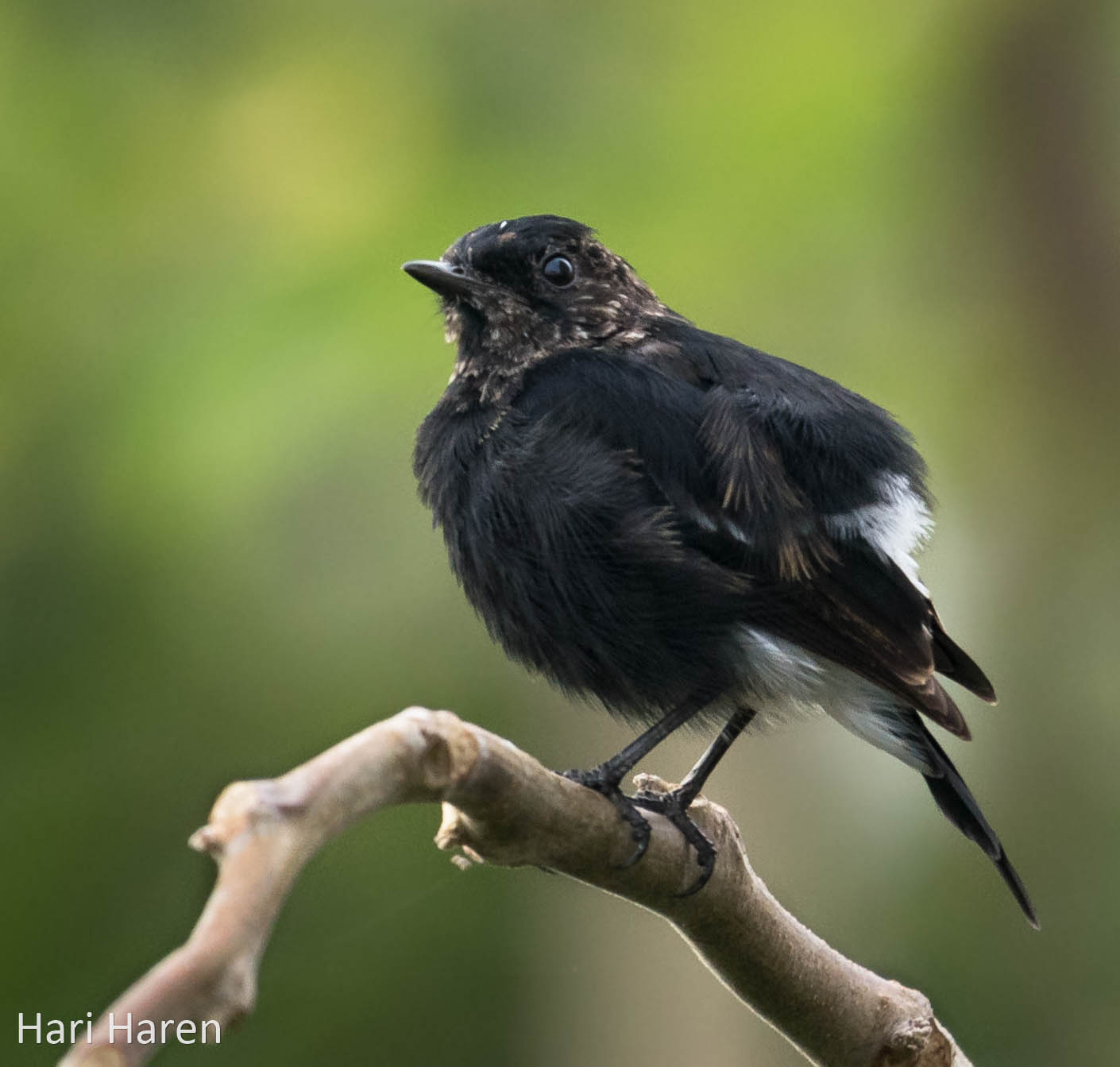 Pied bush chat
