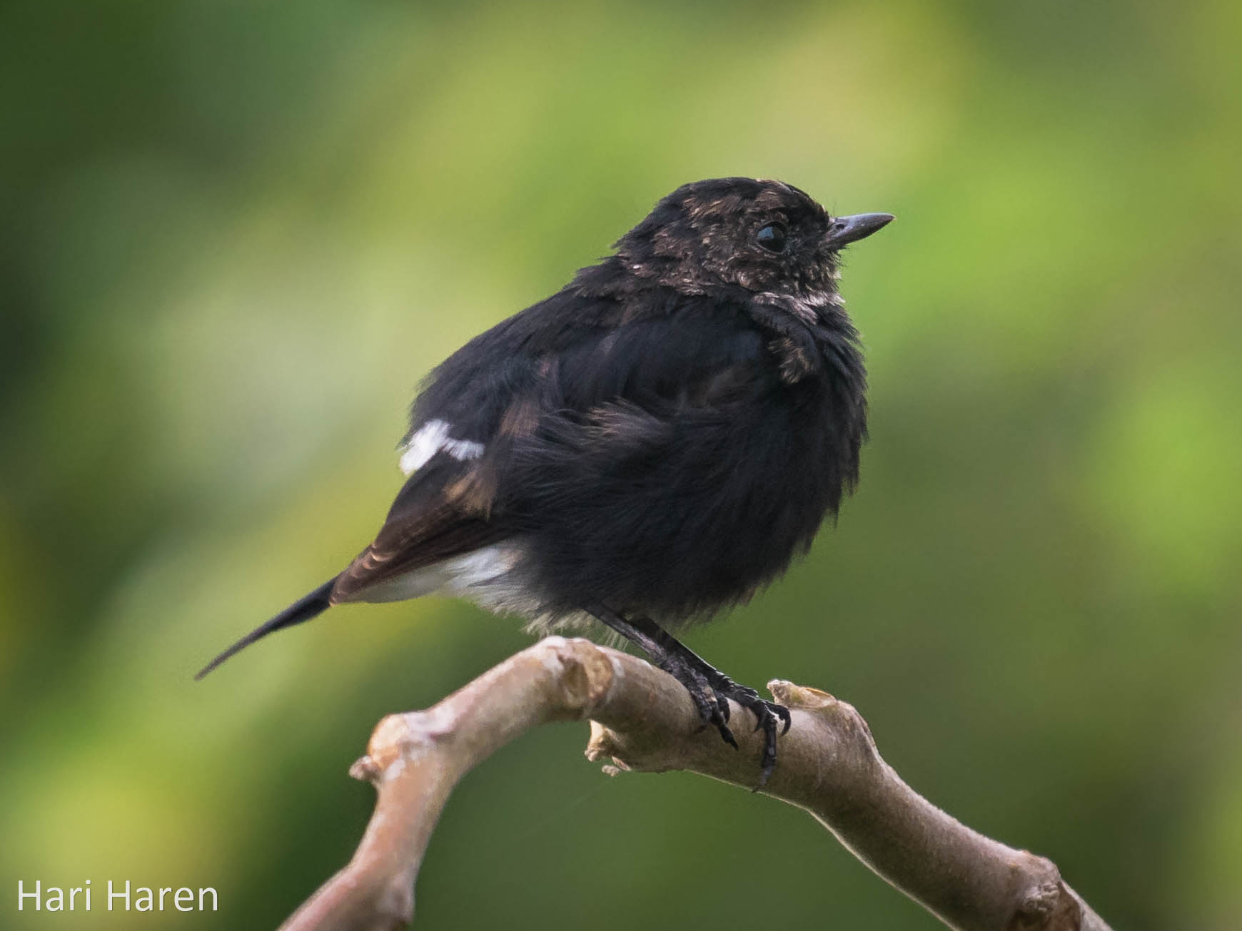 Pied bush chat