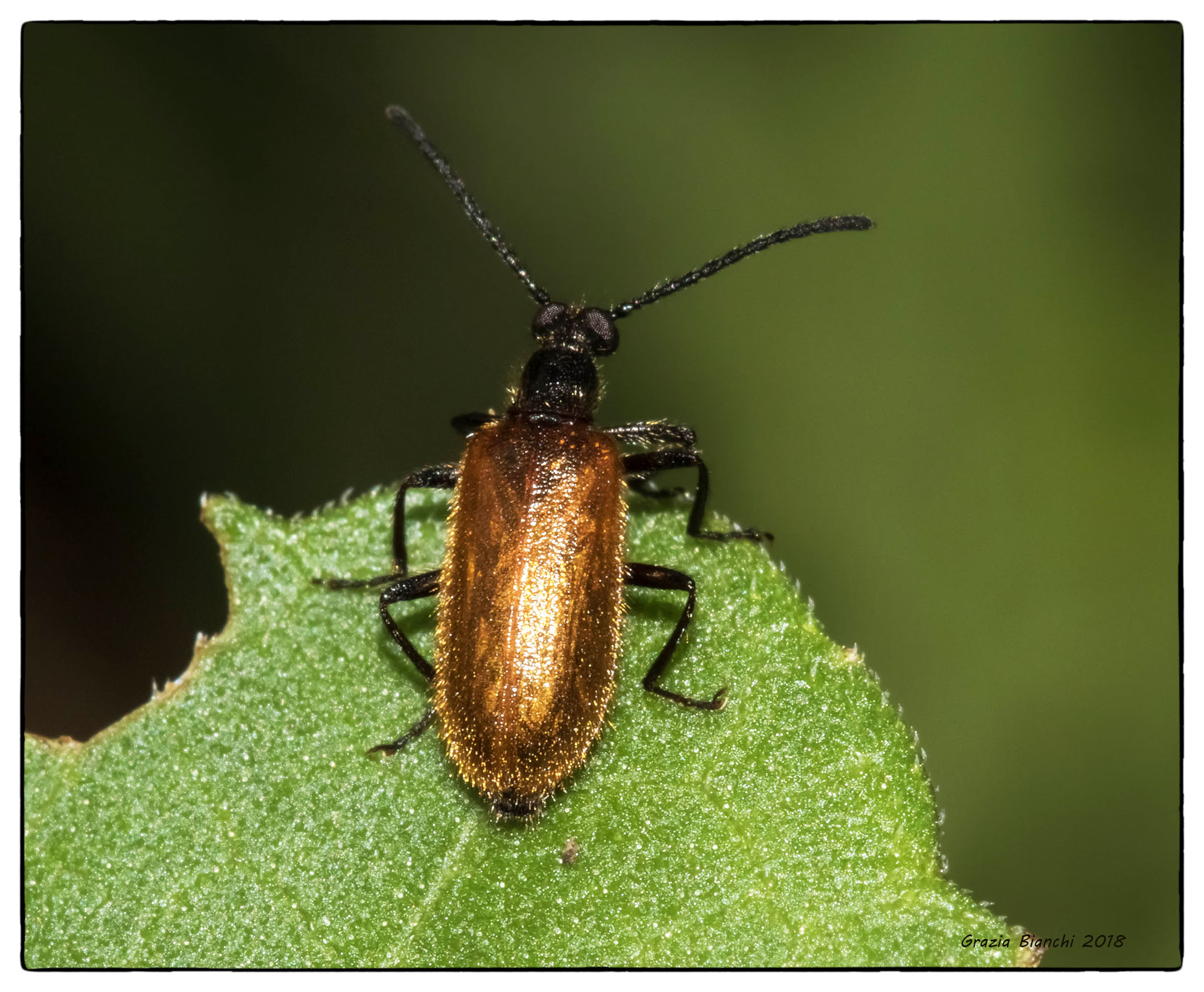 Lagria Hirta-Fam. Tenebrionidae