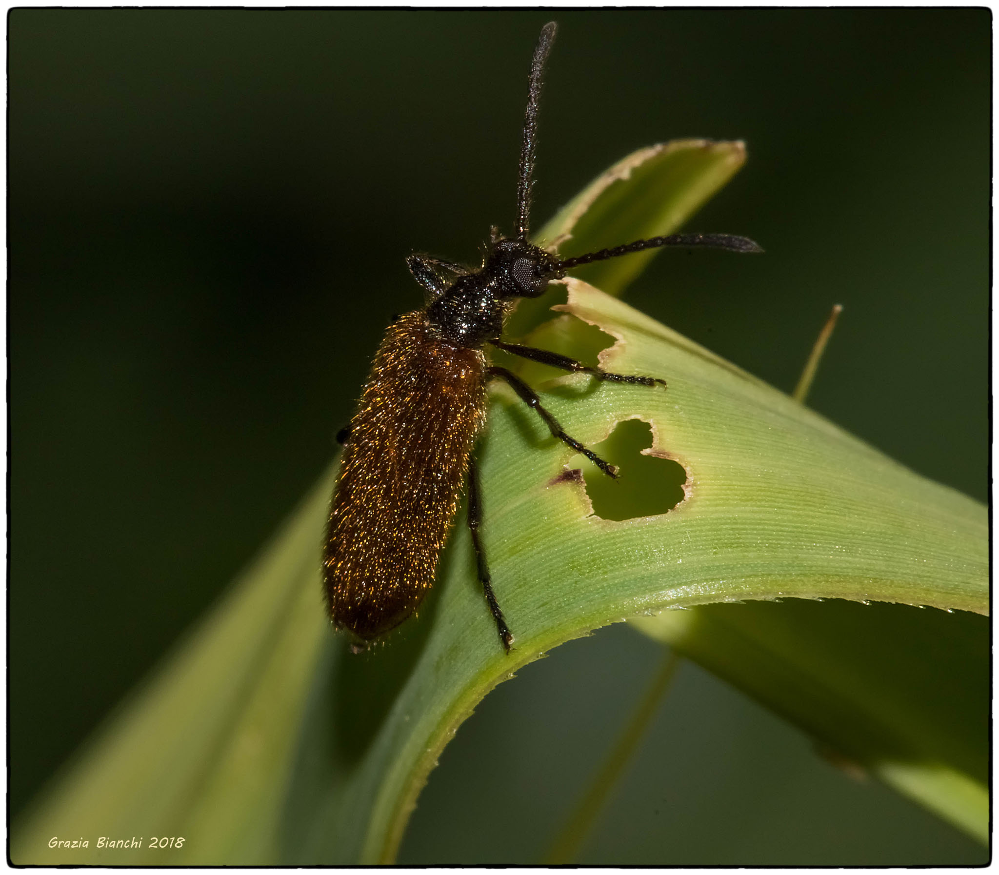 Lagria hirta (fam. Tenebrionidae)