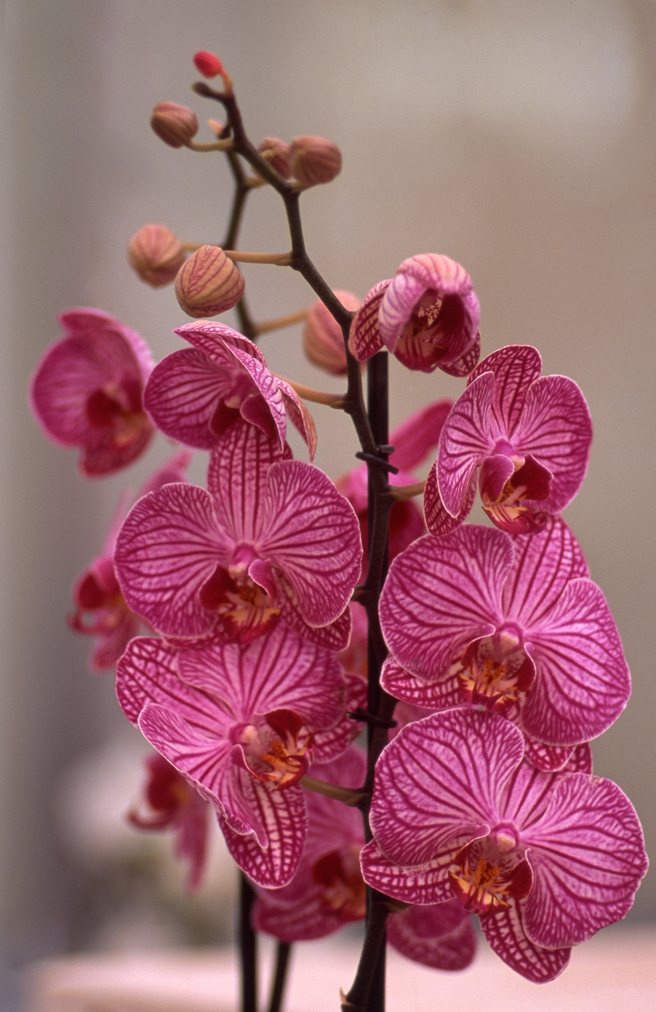 orchide