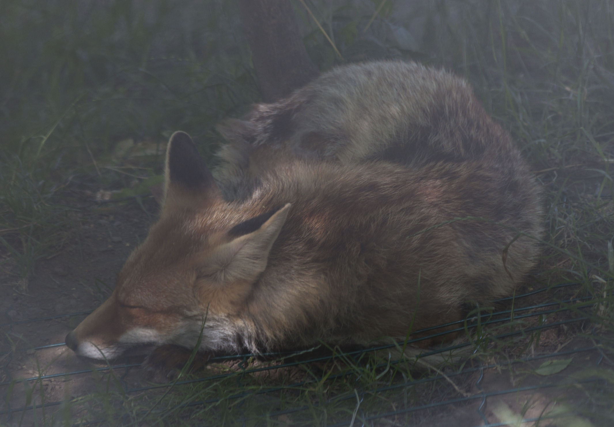 Fox sleeping