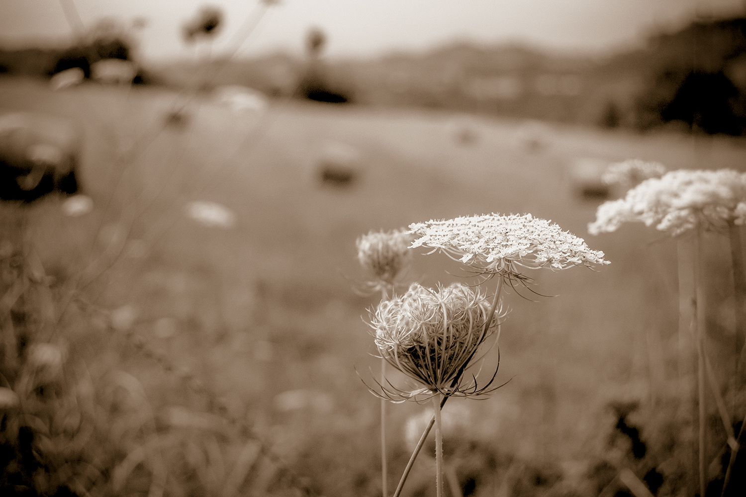 Il fiore avanti a tutti