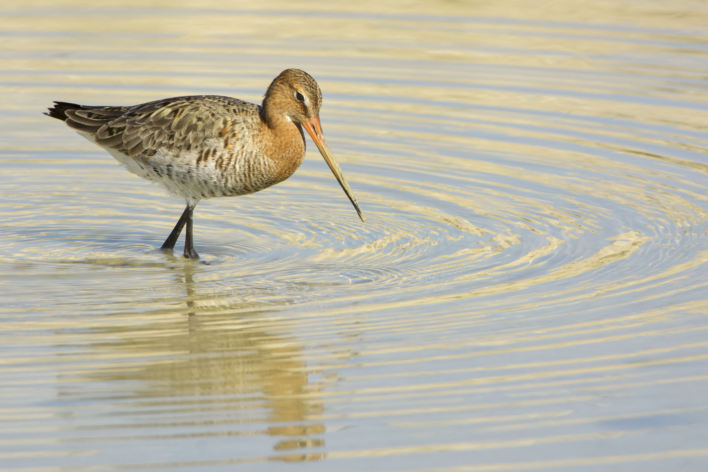 Royal Pittima (Limosa limosa)