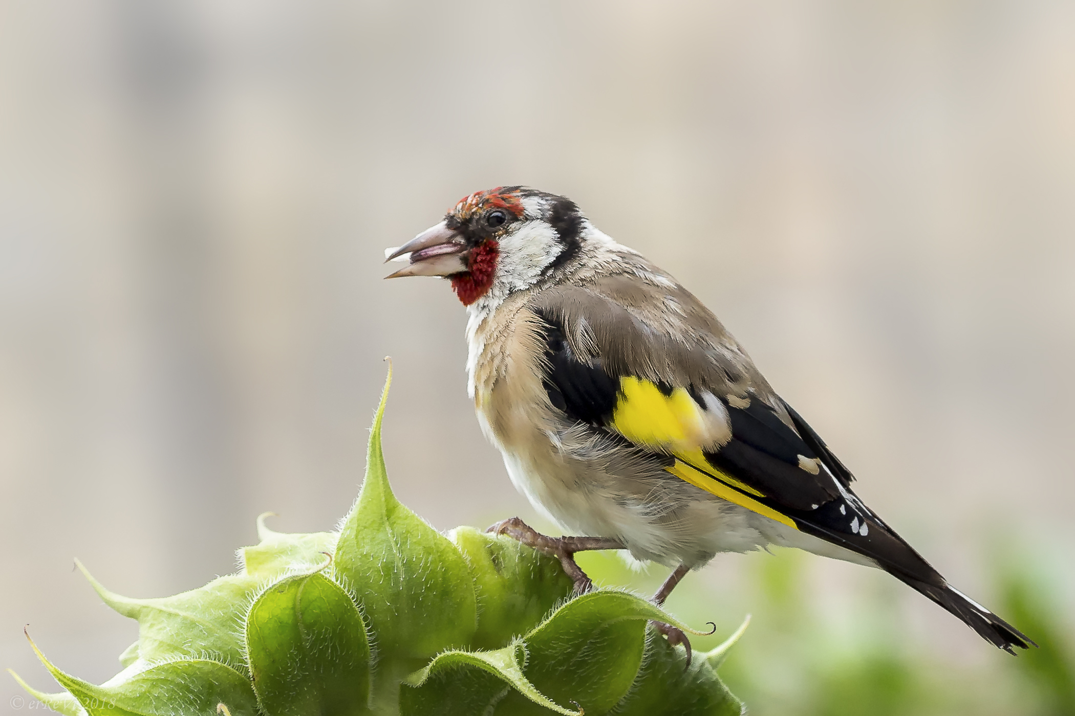 Goldfinch