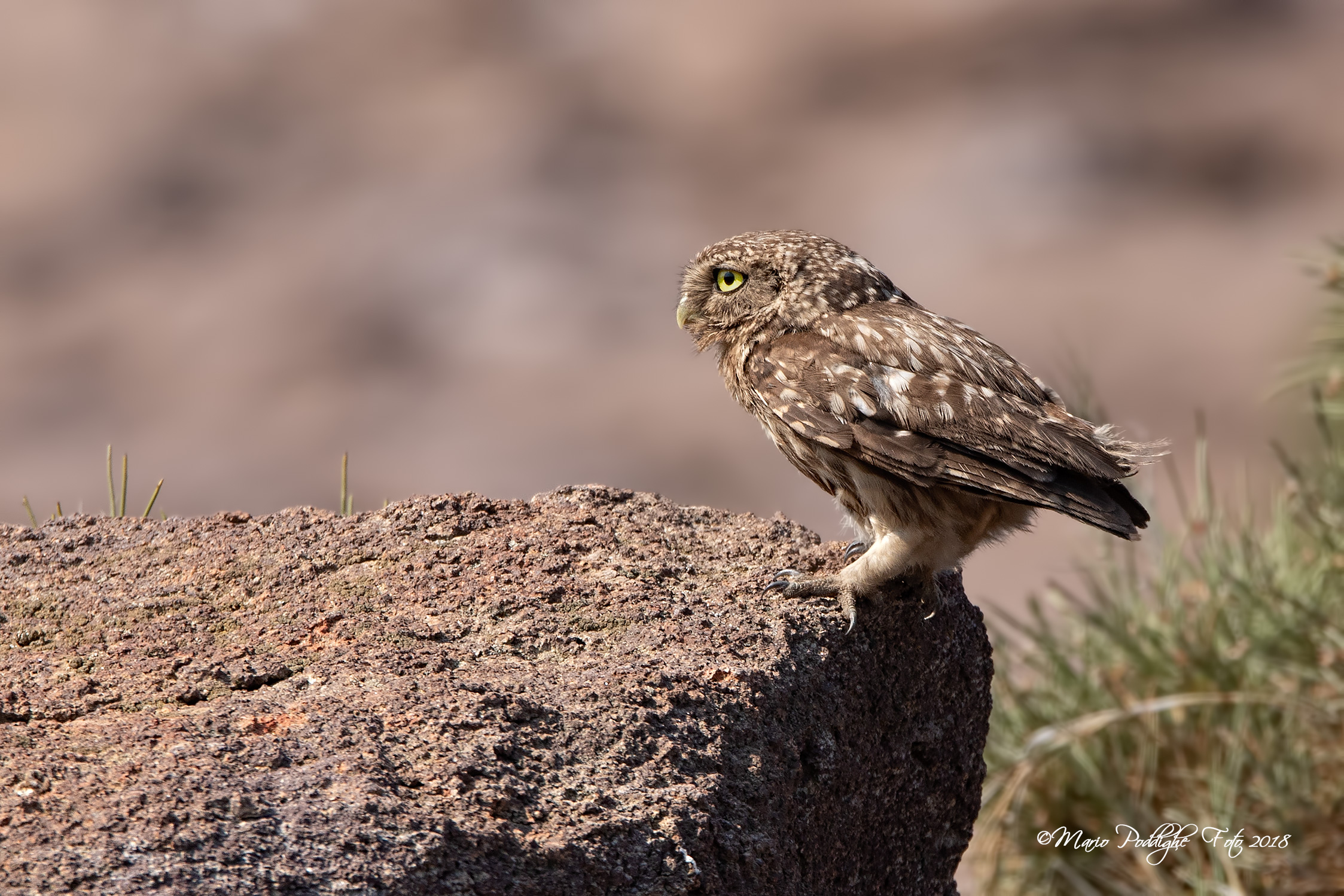 Tra le rocce della scogliera ho incontrato Athena