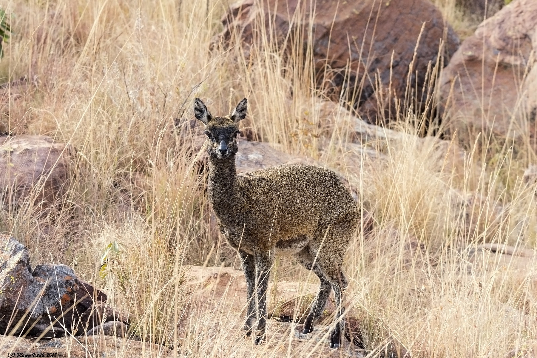 Klipspringer (Oreotragus Oreotragus) South Africa