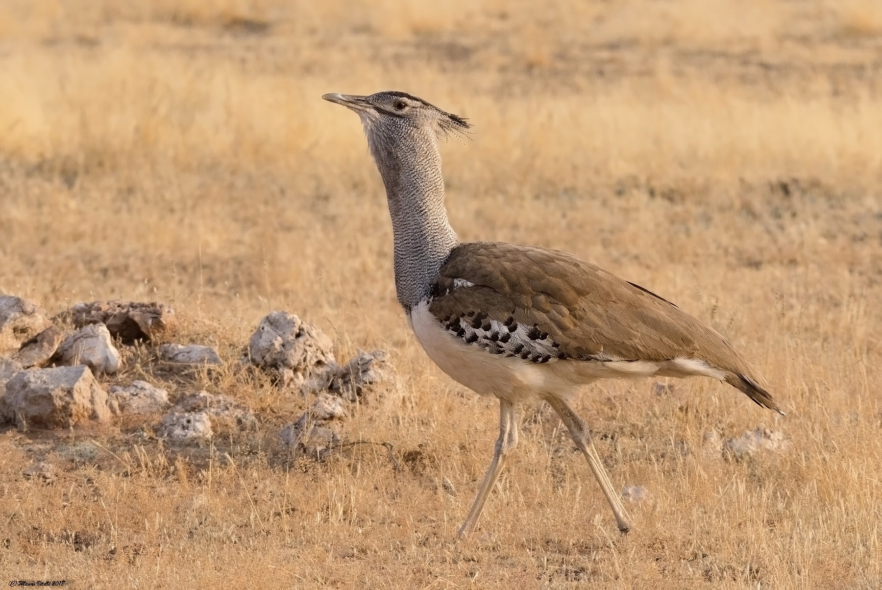 Kori Bustard (Ardeotis koris)
