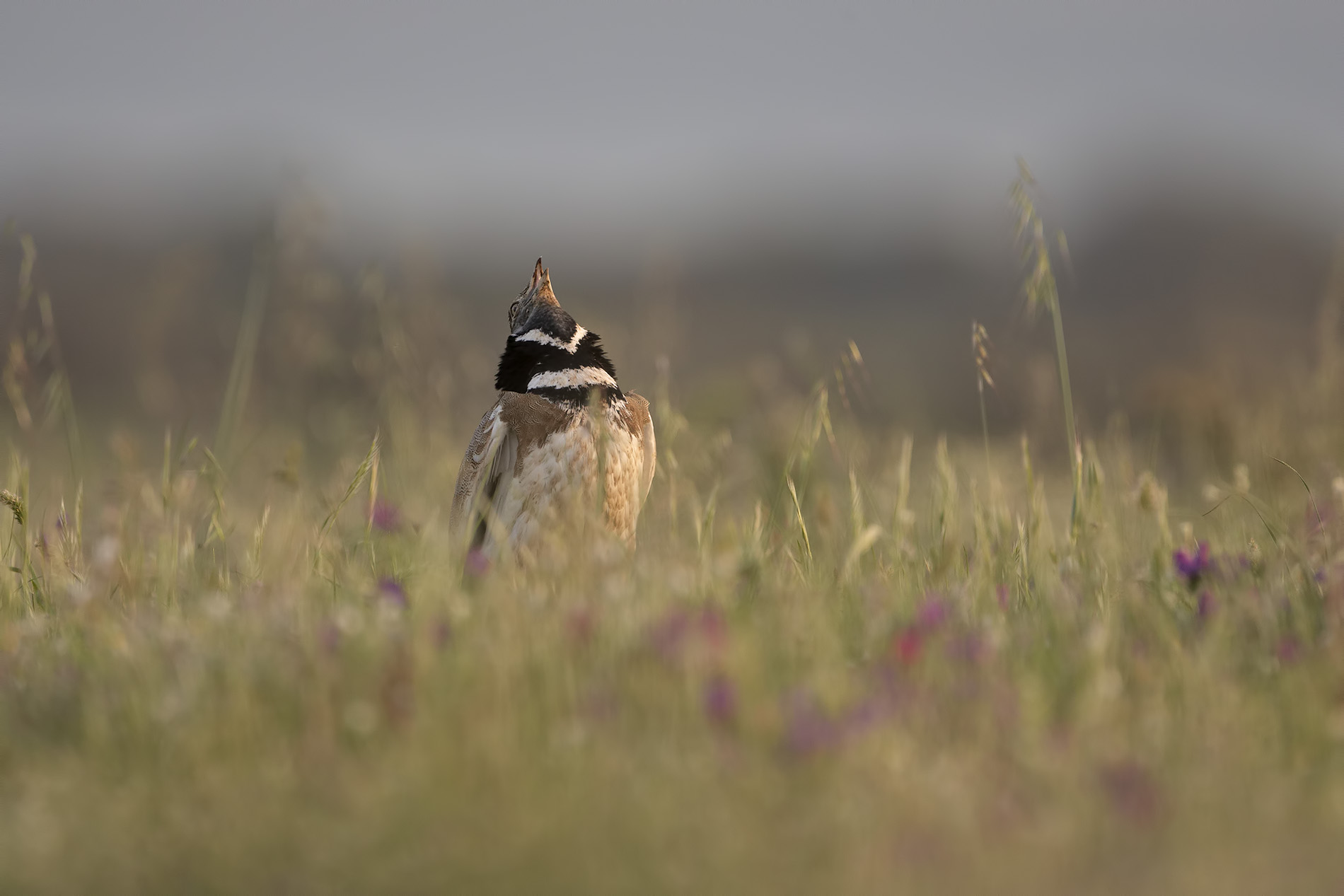 Il richiamo del maschio