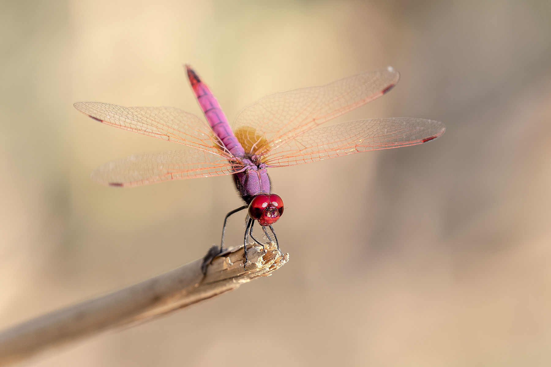 Simpetrum Sanguineum