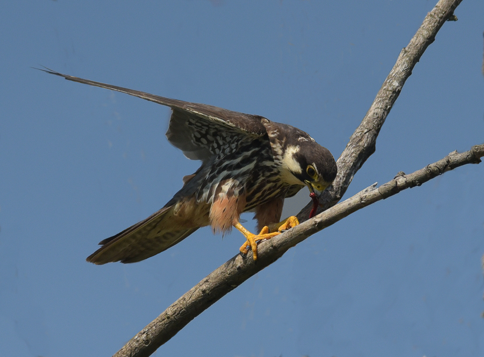 The snack of the hobby