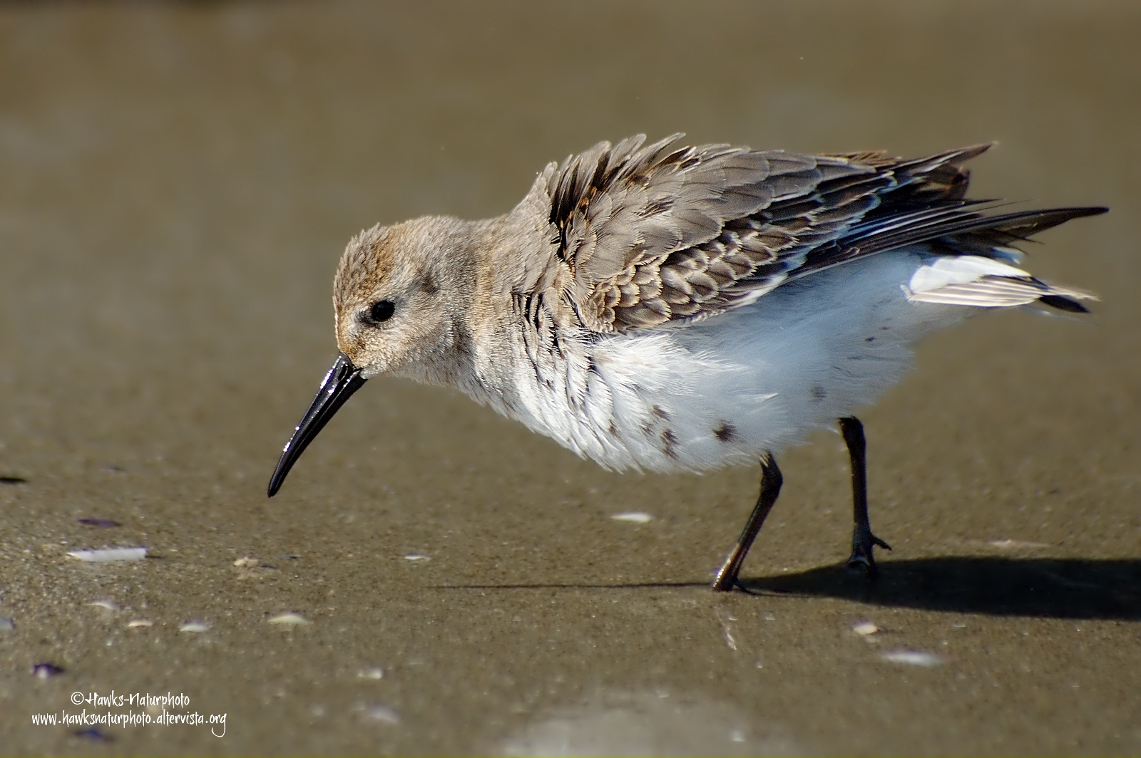 Dunlin