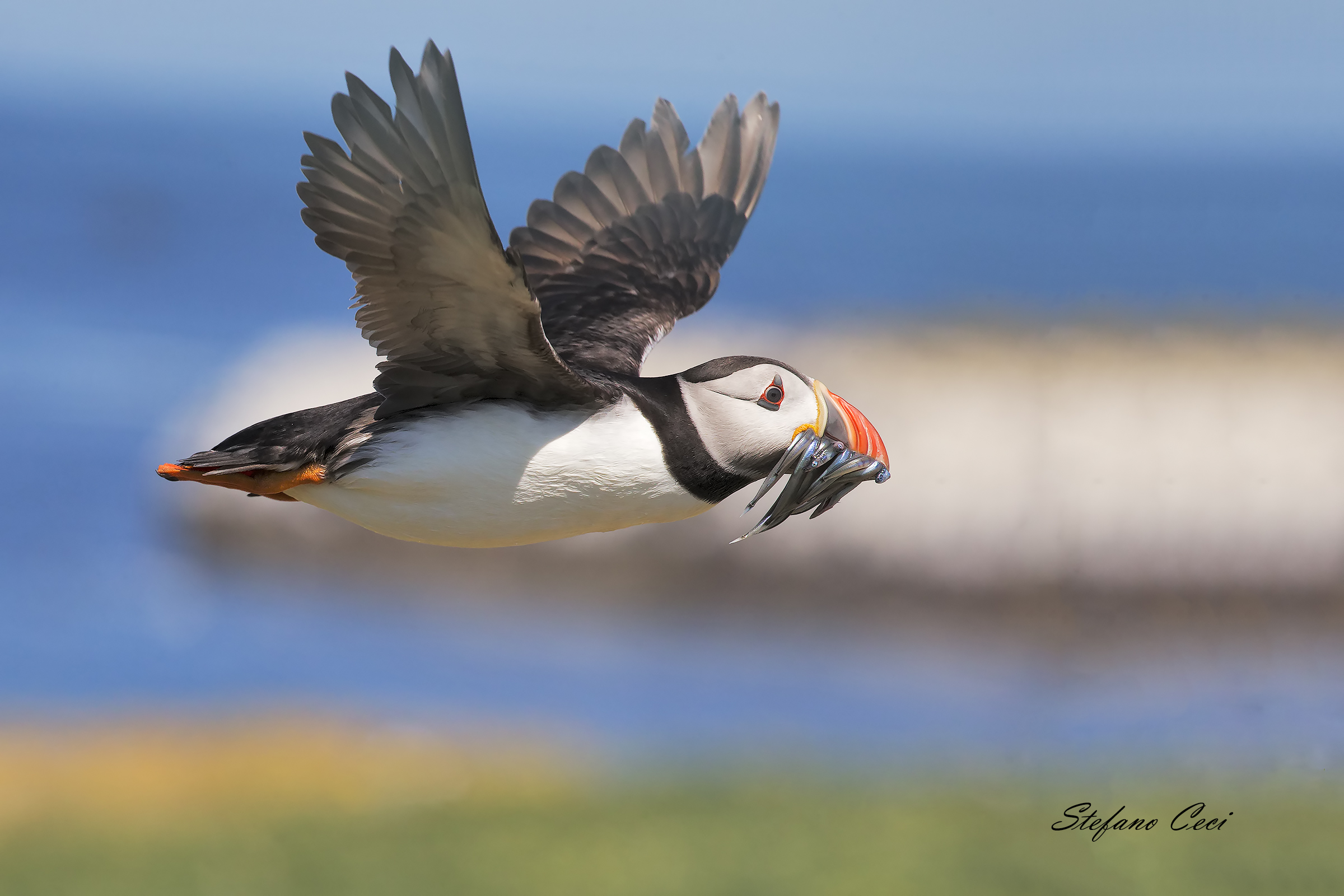 Puffin of the Sea