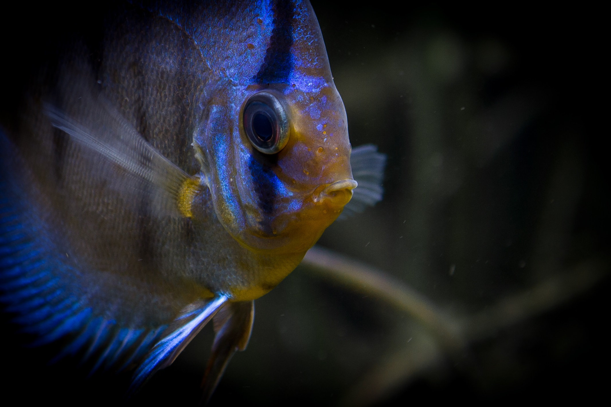 Discus