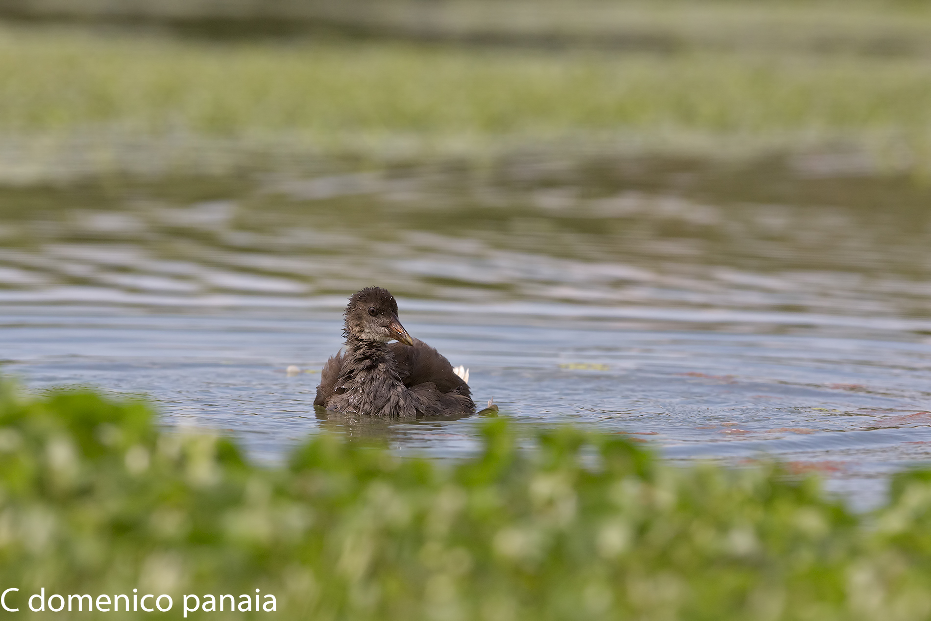 giovane folaga al bagno