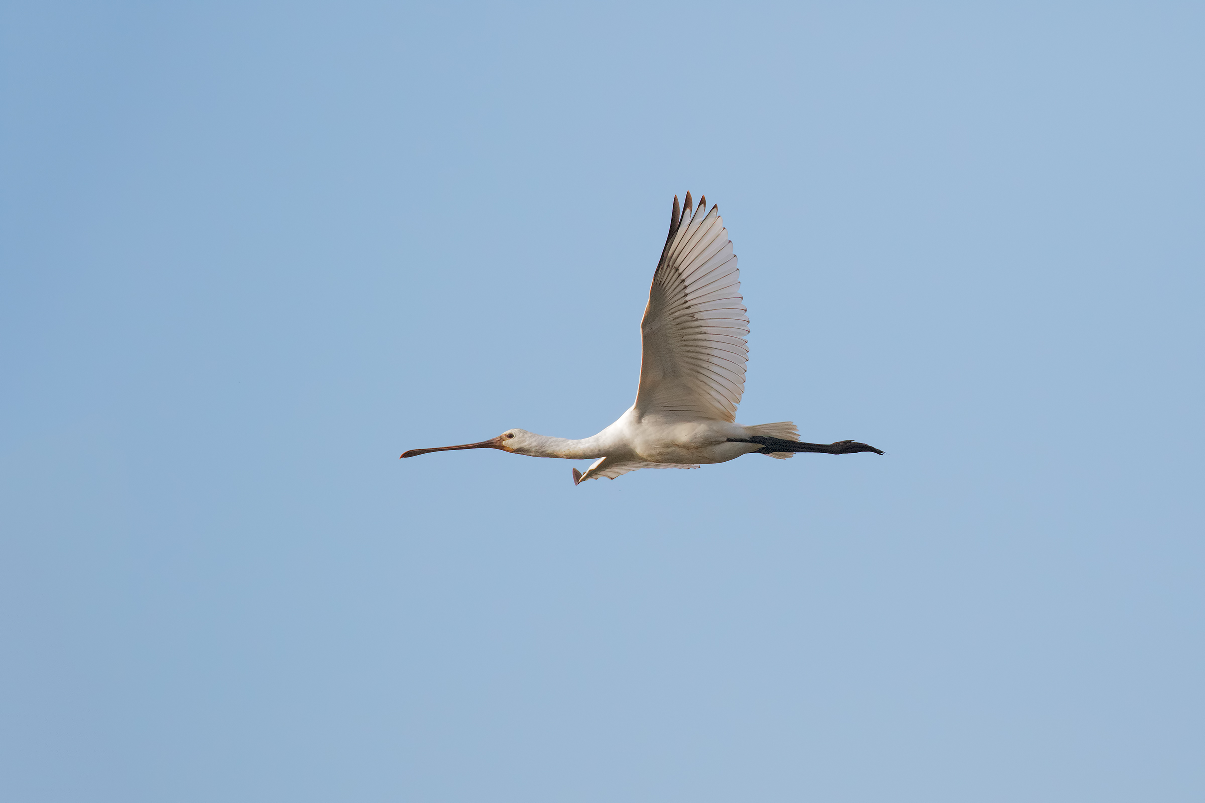 The Flight (spatula)