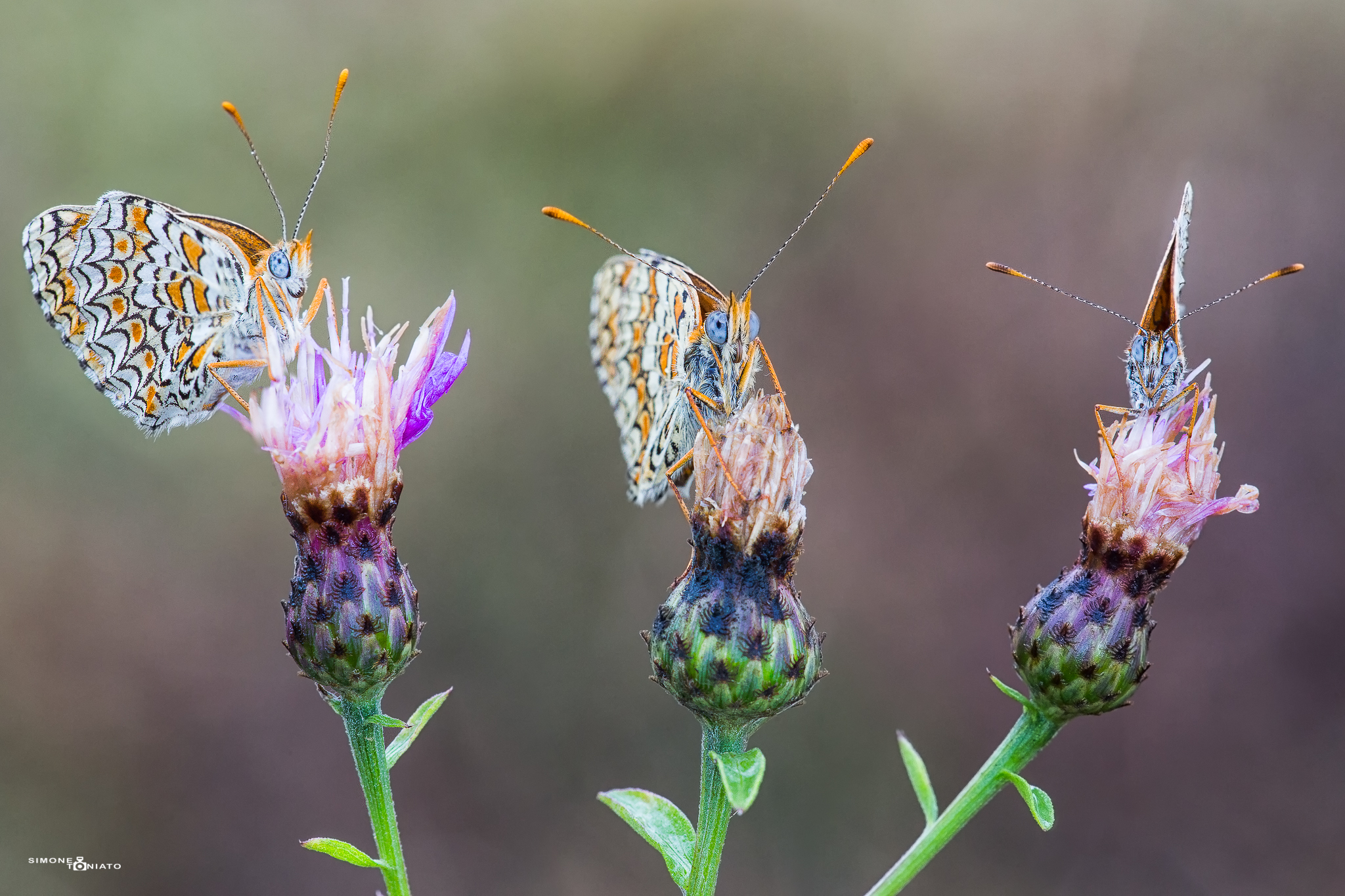 Trio of Melitaea