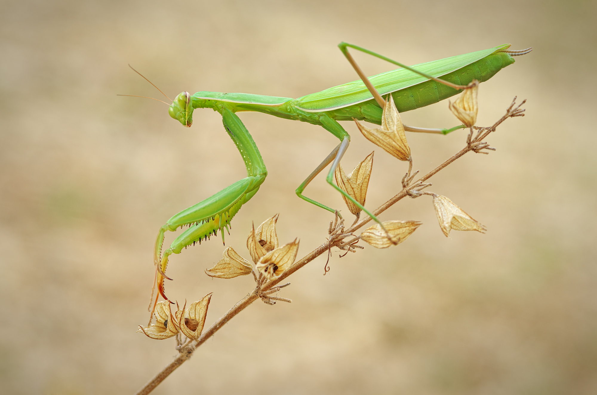 Mantis religiosa
