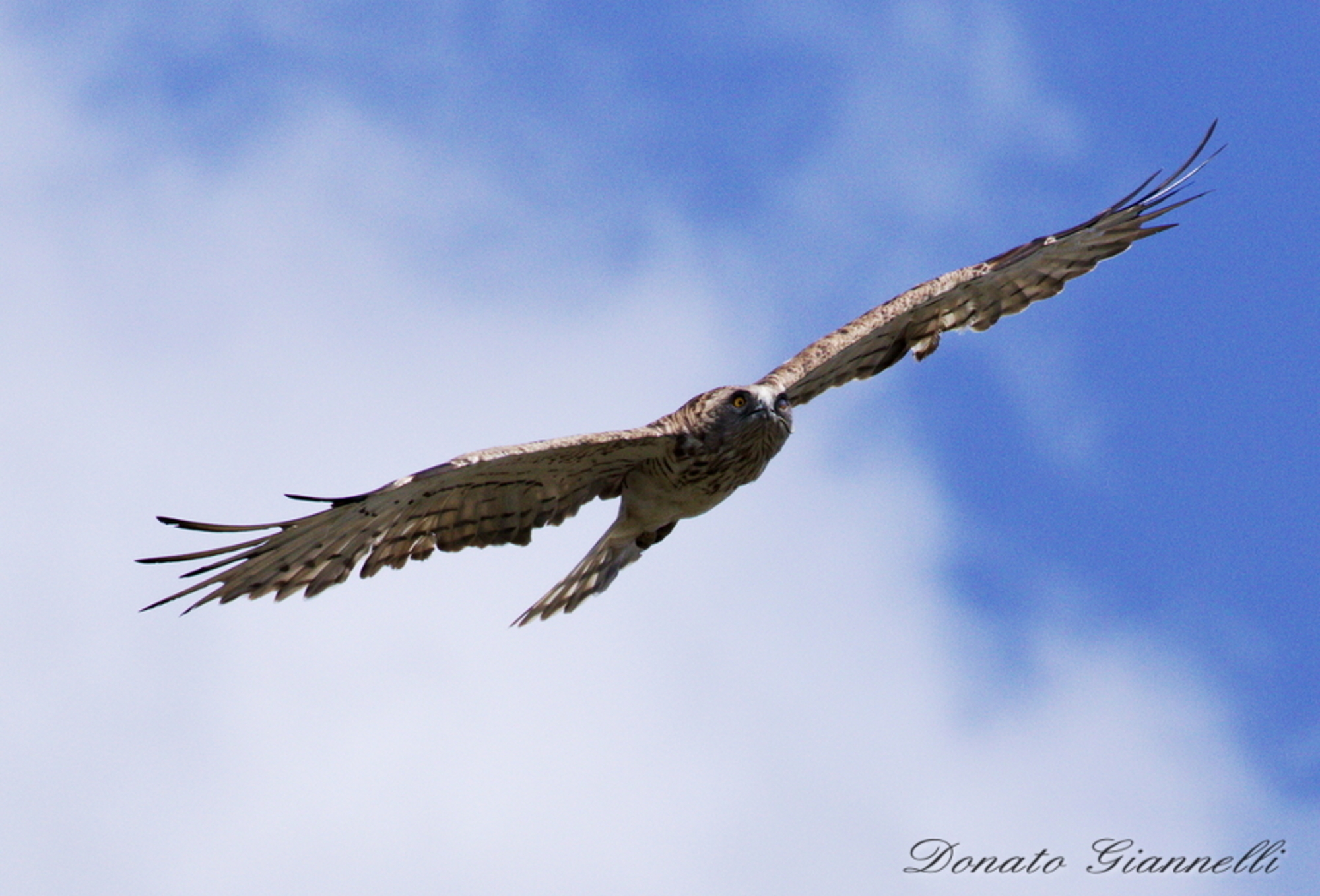 Whitecone with small snake