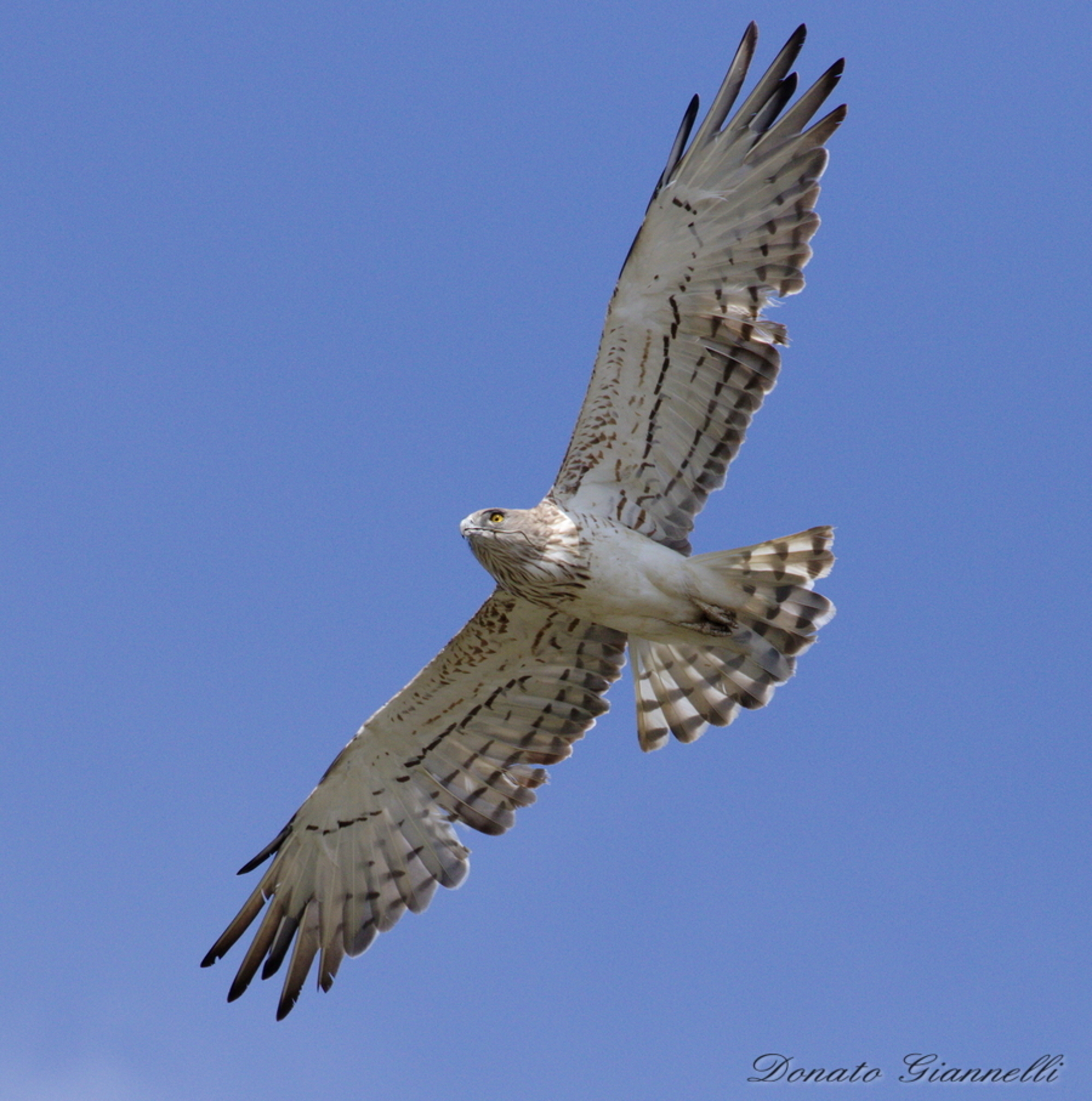 Whitecone with small snake