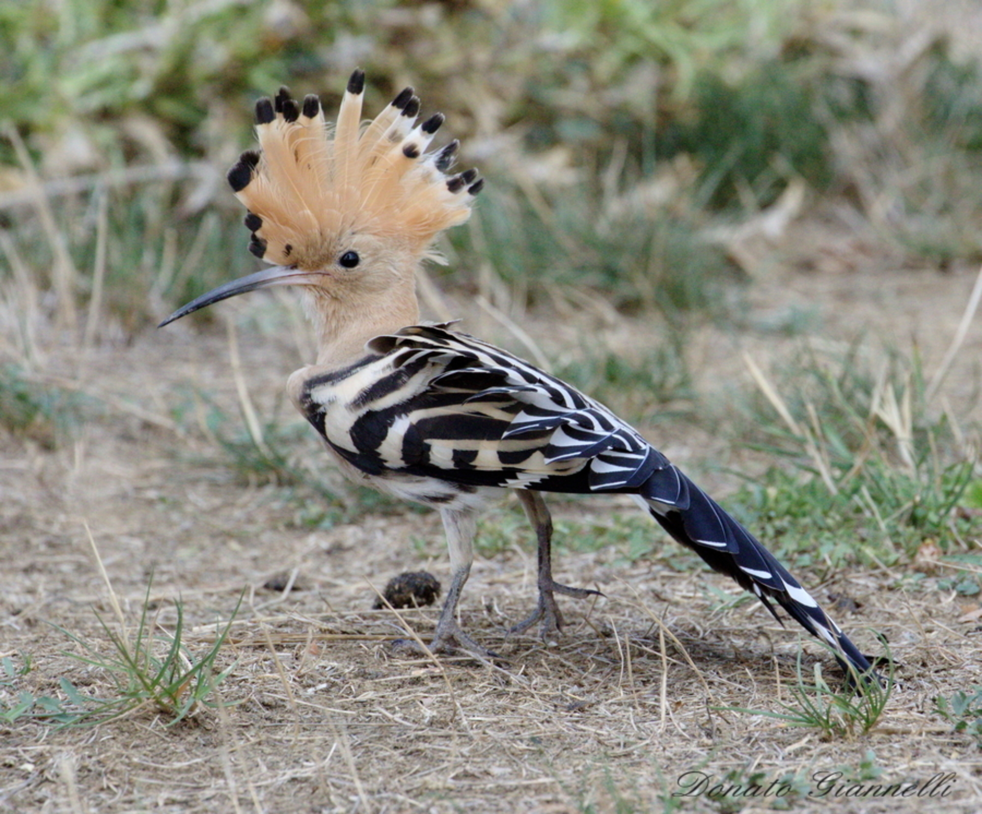 Hoopoe