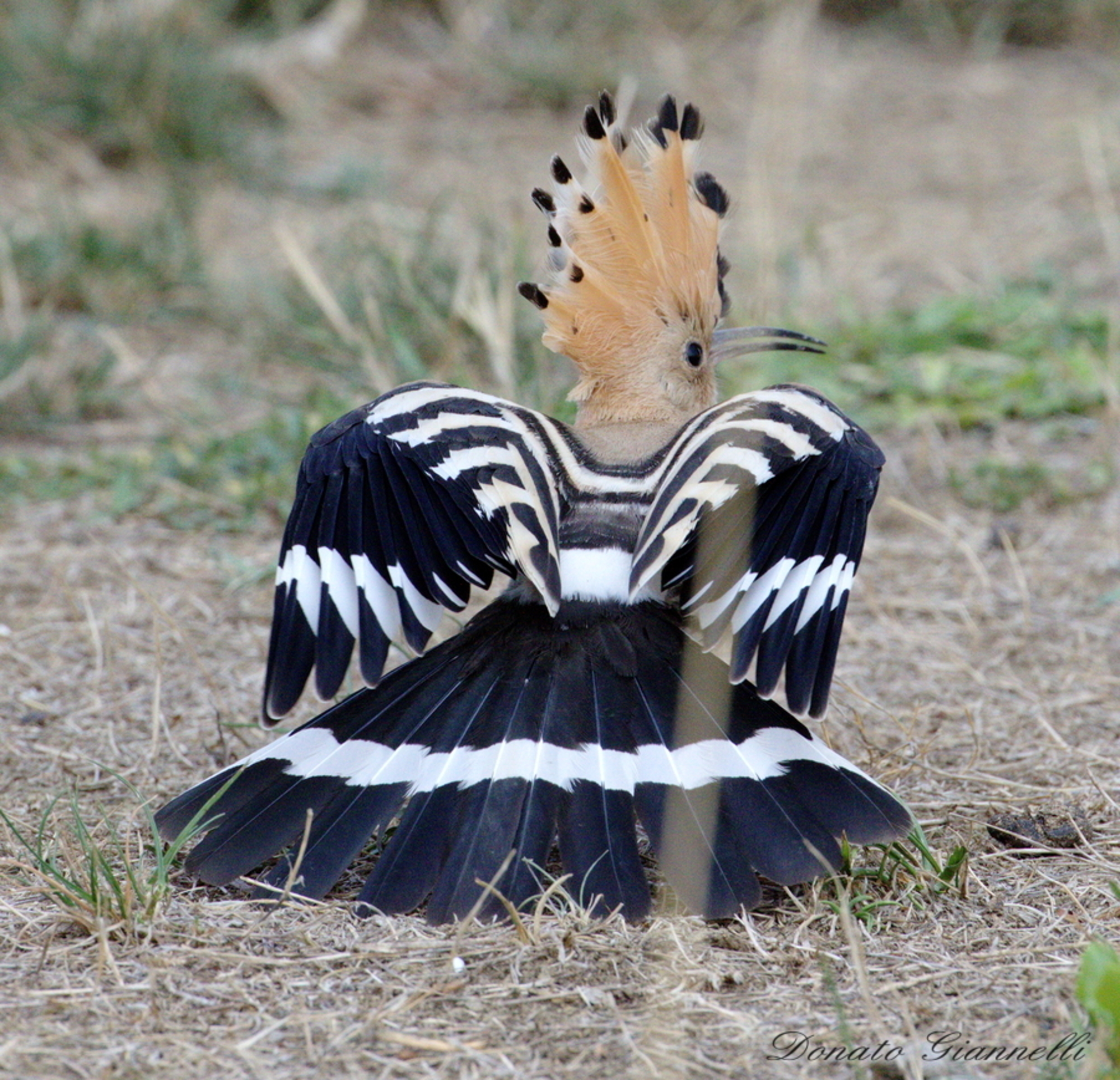Hoopoe